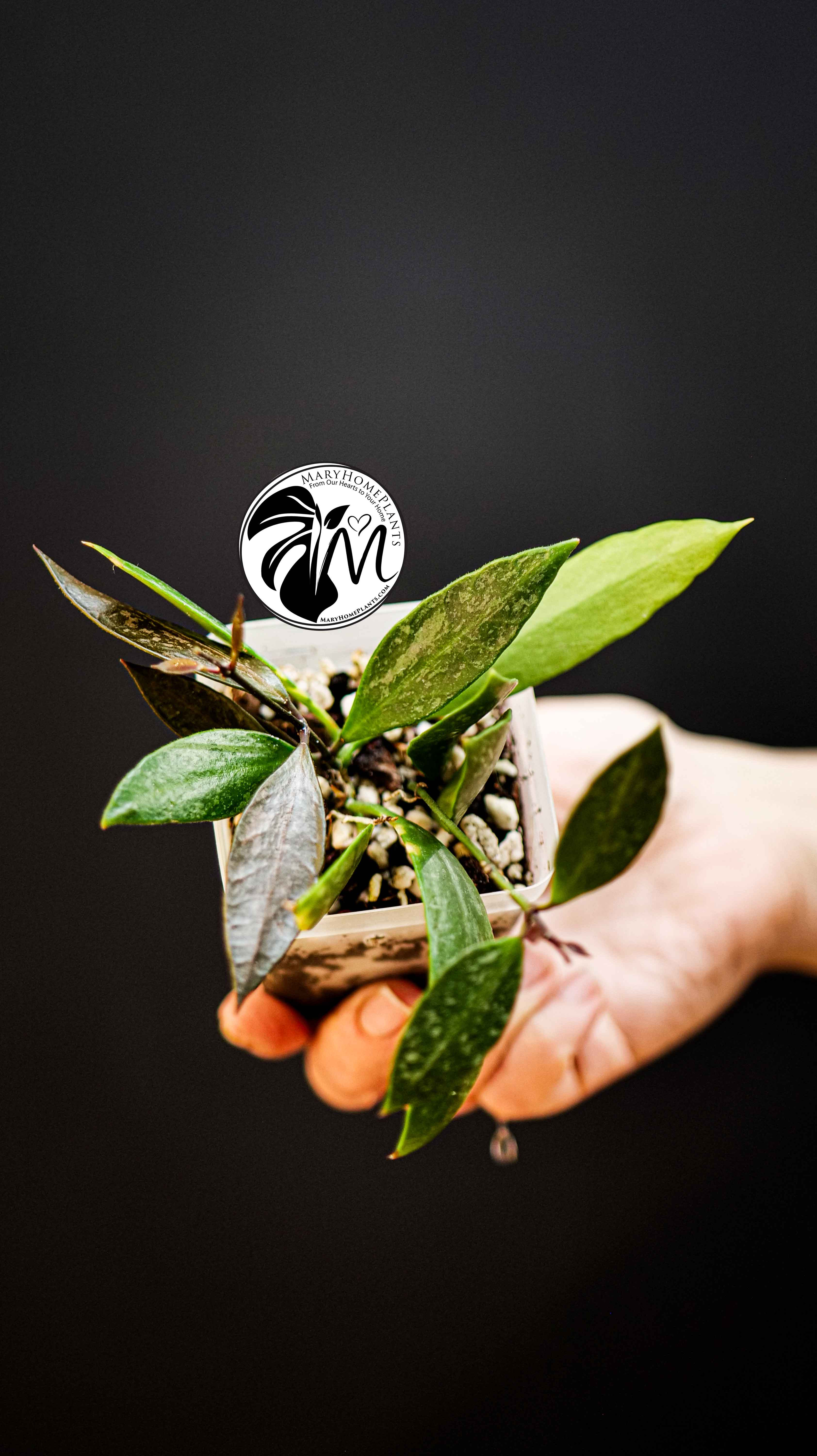 Hoya Gracilis Memoria