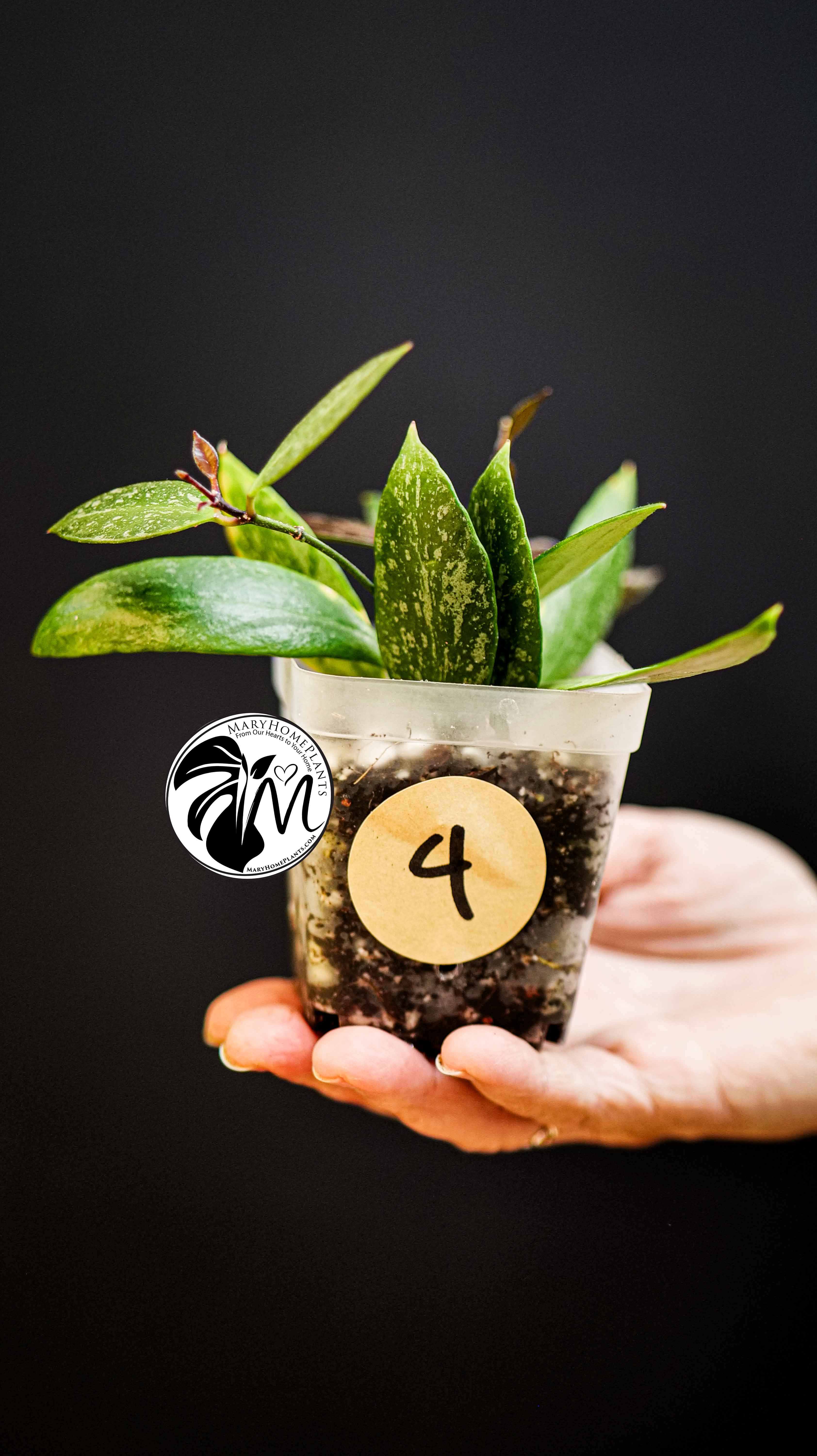 Hoya Gracilis Memoria