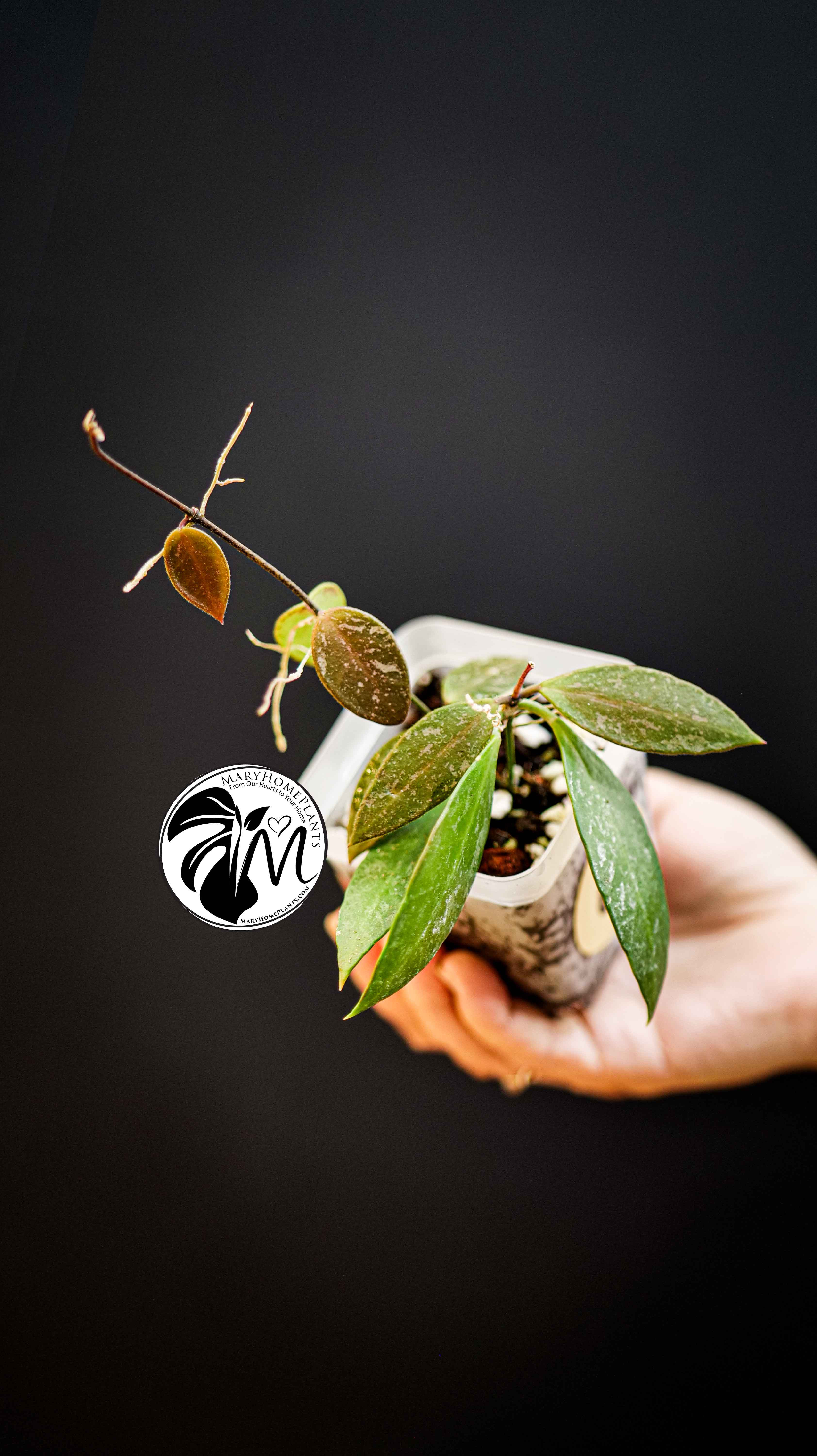 Hoya Gracilis Memoria