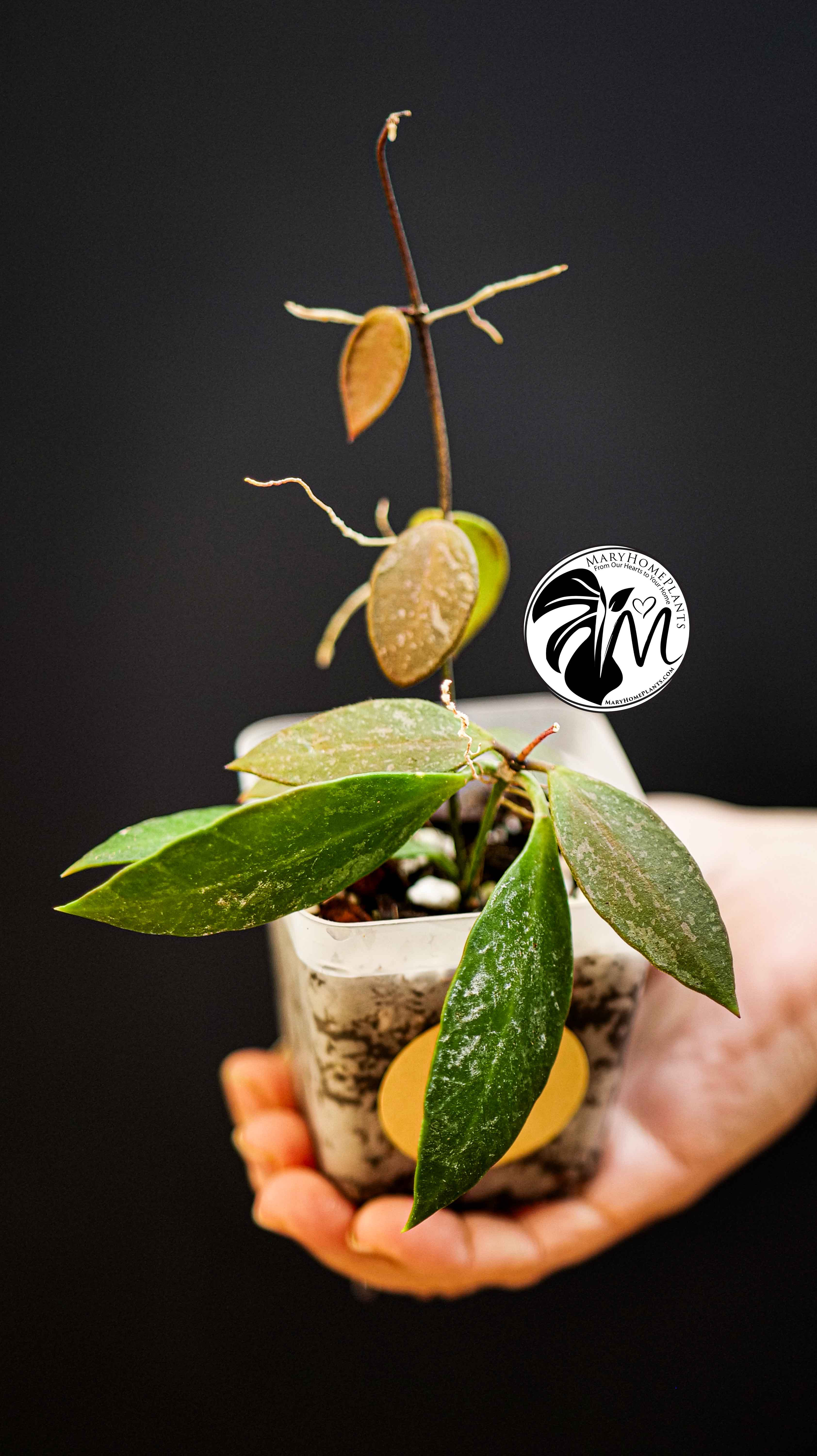 Hoya Gracilis Memoria