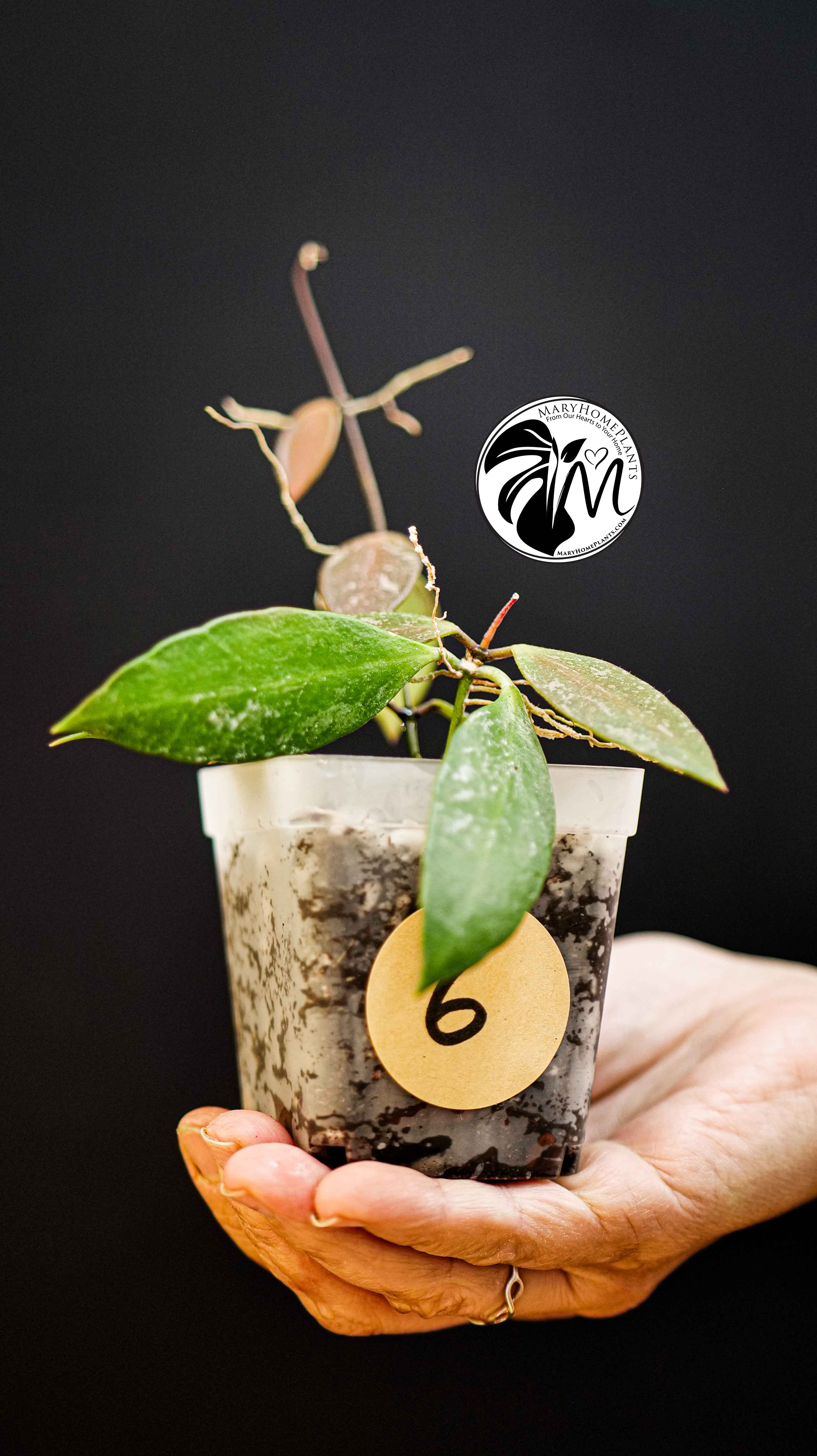 Hoya Gracilis Memoria