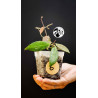 Hoya Gracilis Memoria