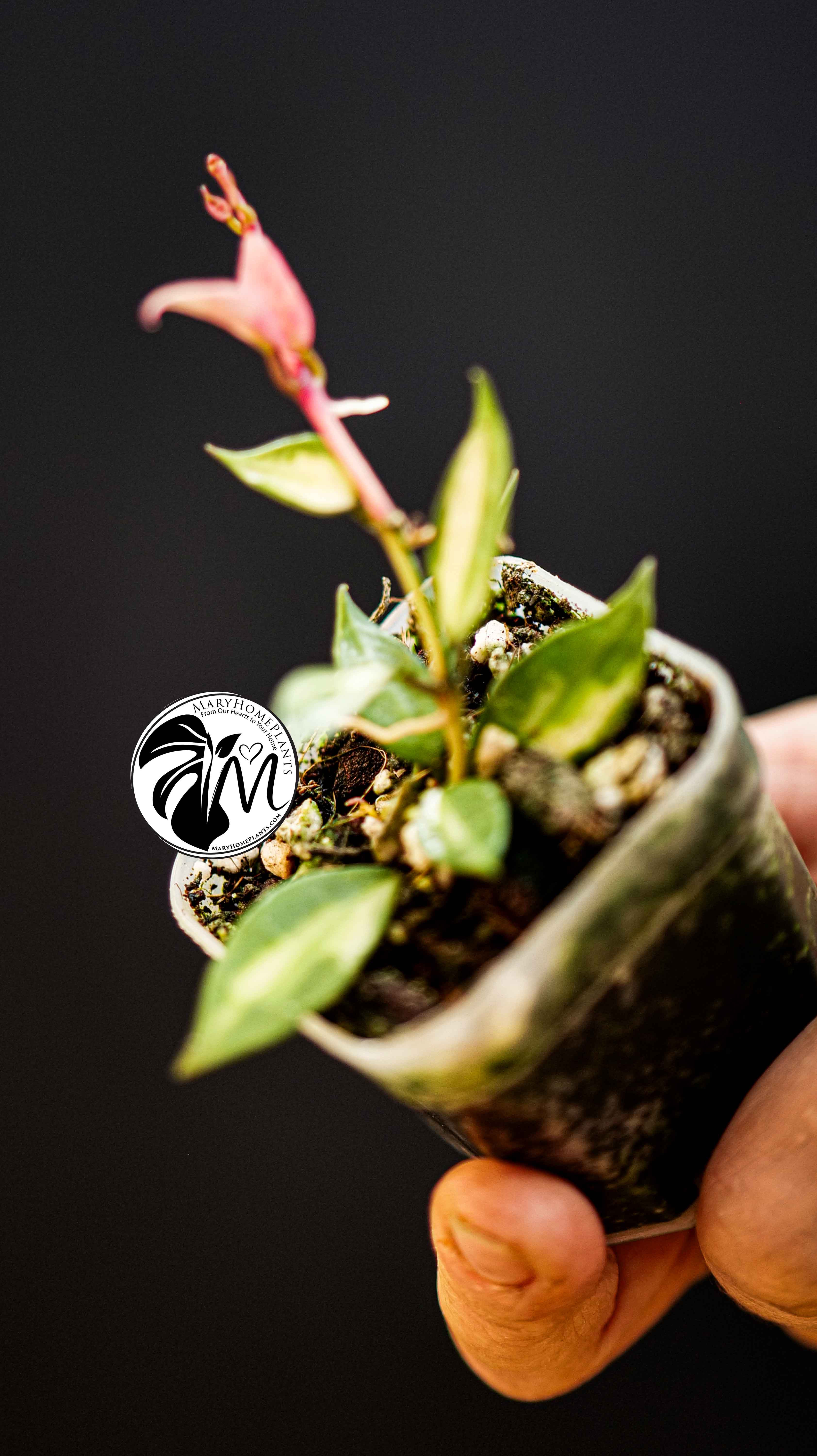 Hoya Lacunosa Inner Variegated