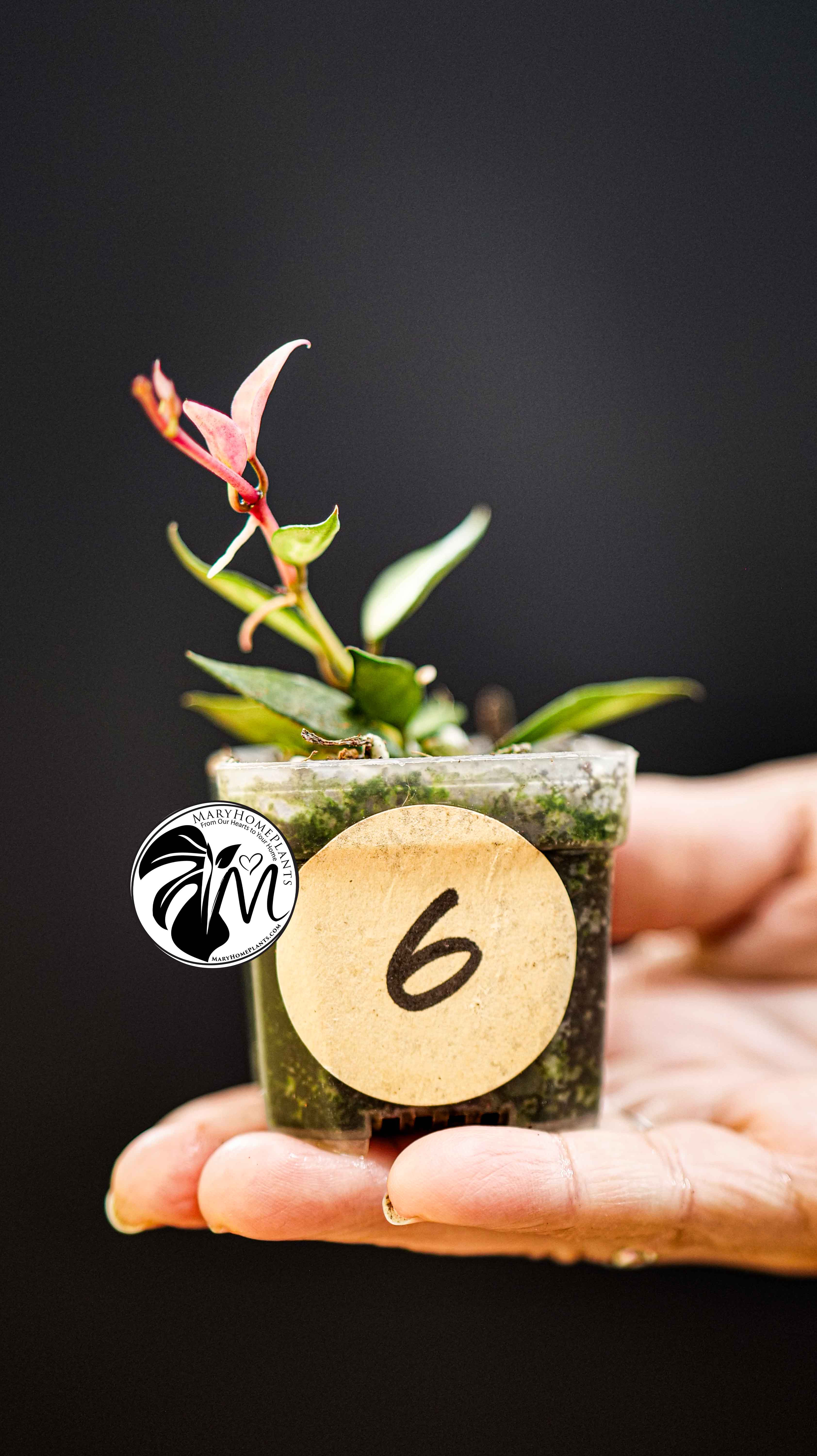 Hoya Lacunosa Inner Variegated