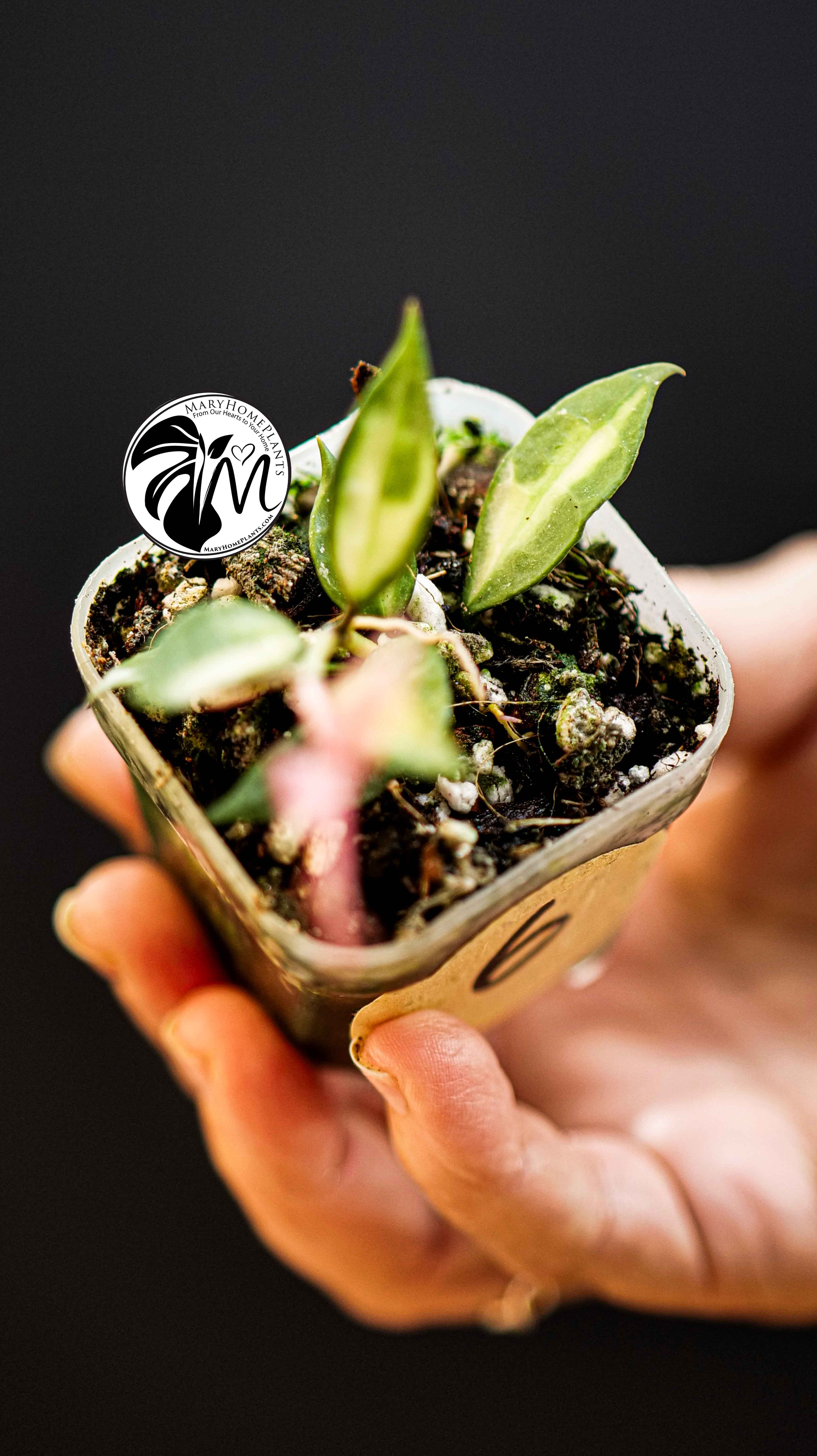 Hoya Lacunosa Inner Variegated