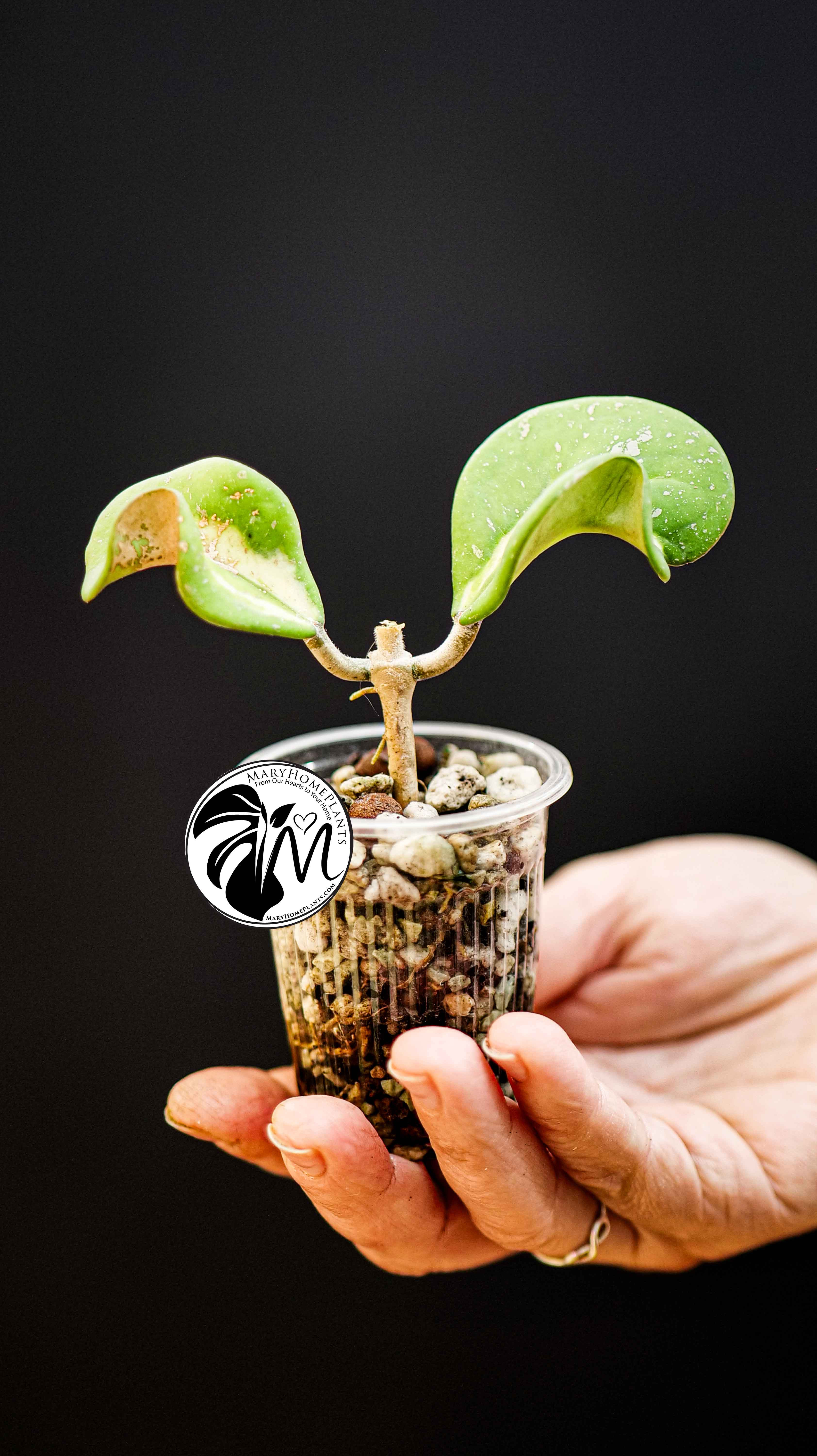 Hoya Obovata Splash Variegated