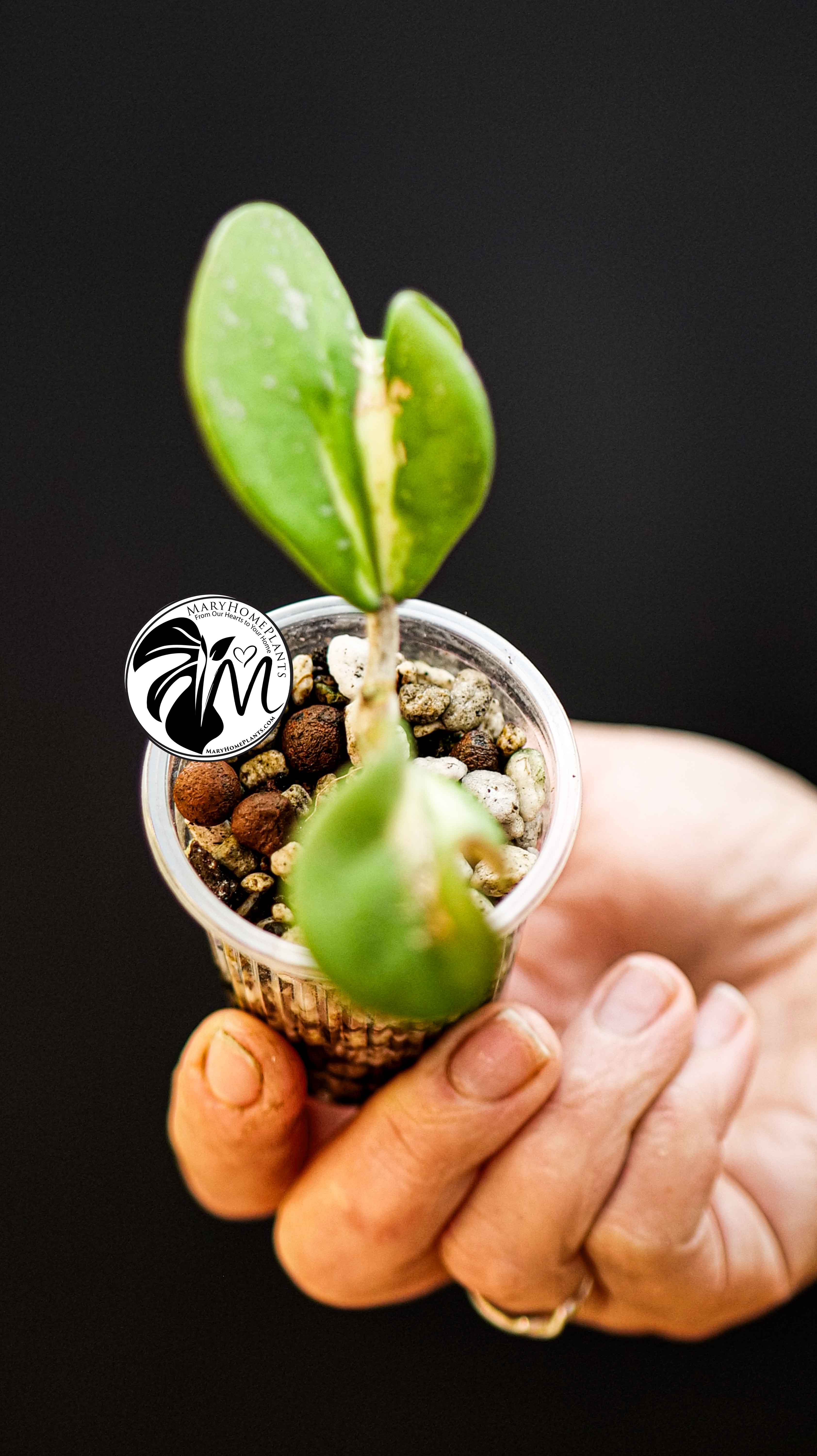 Hoya Obovata Splash Variegated