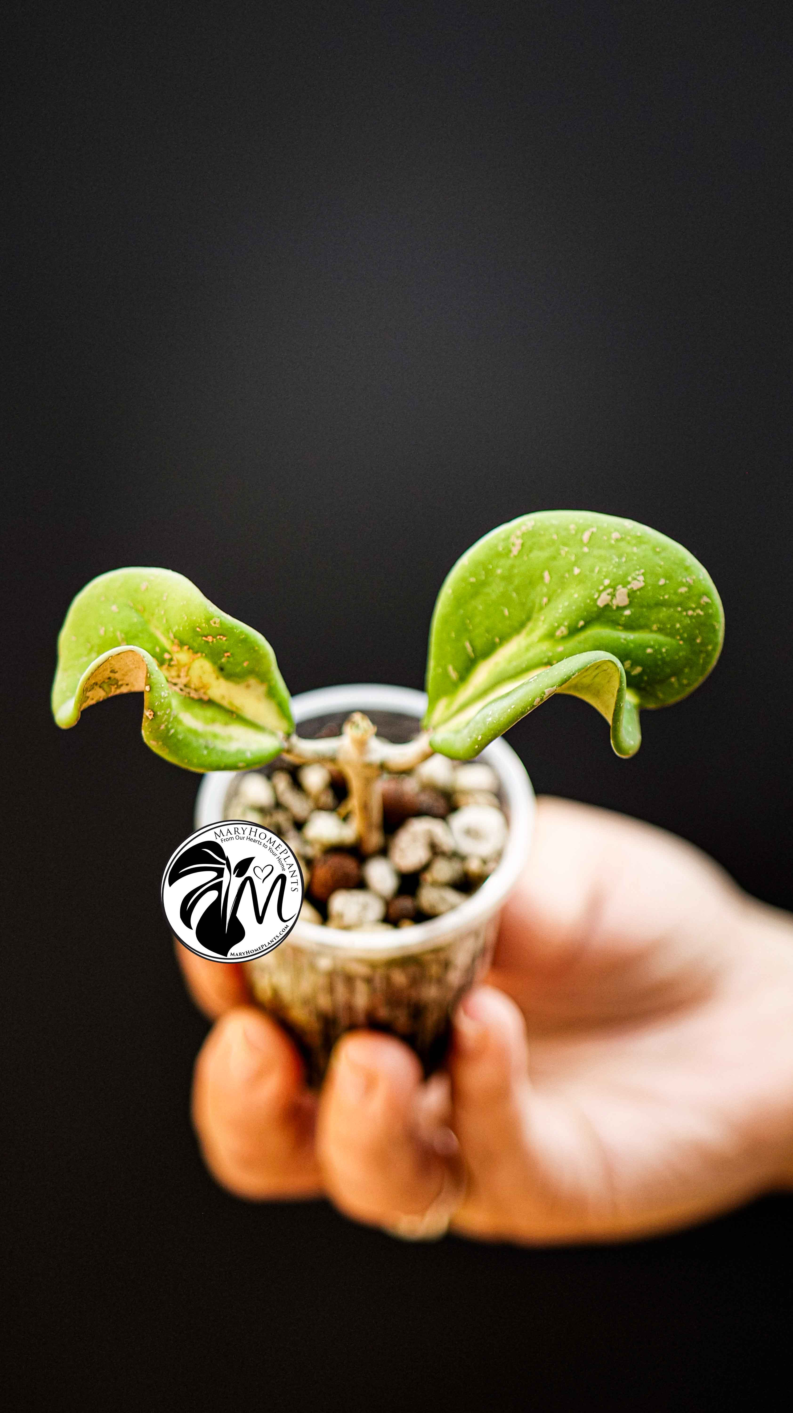 Hoya Obovata Splash Variegated