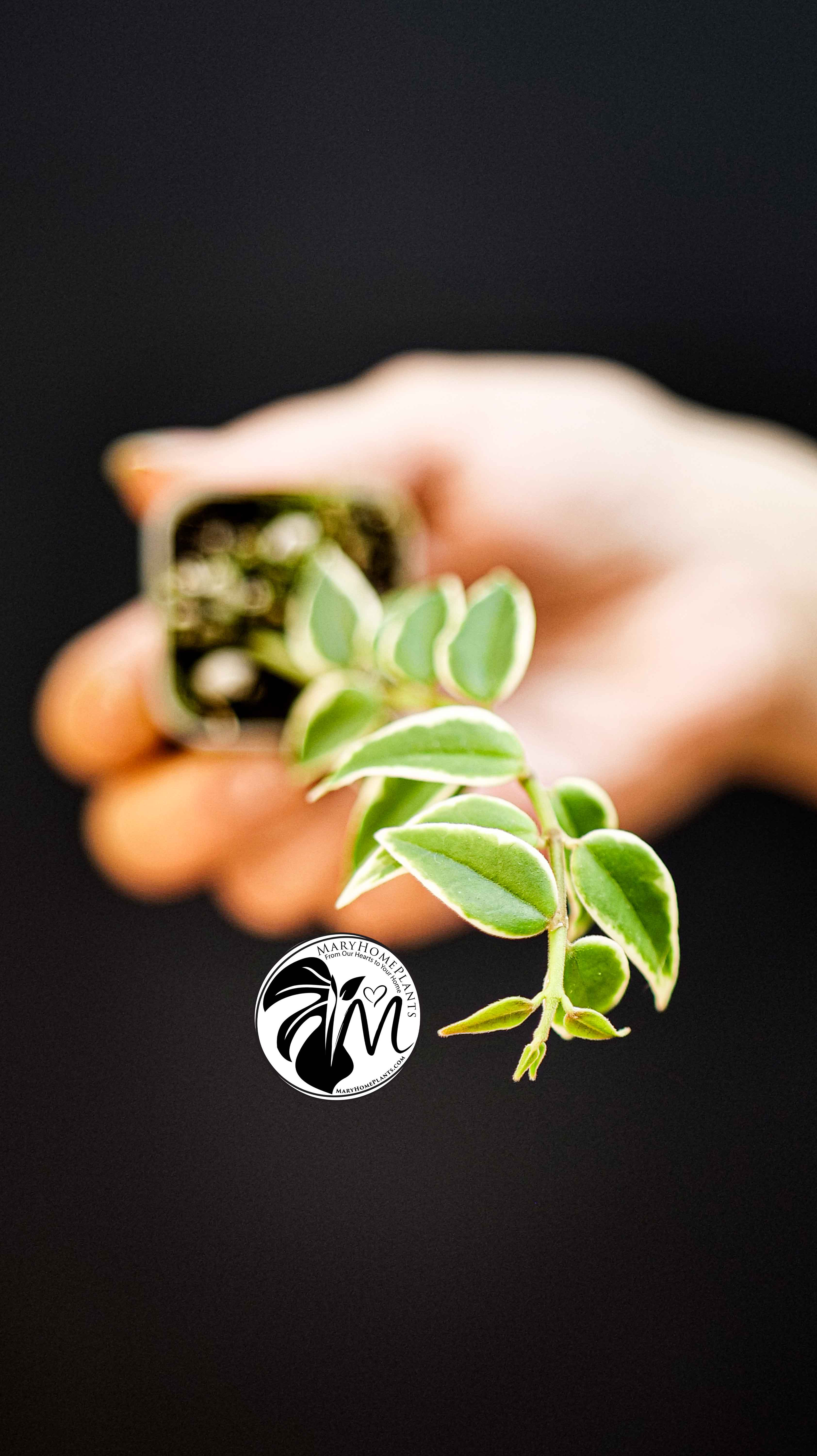 Hoya Bella Albo Variegated