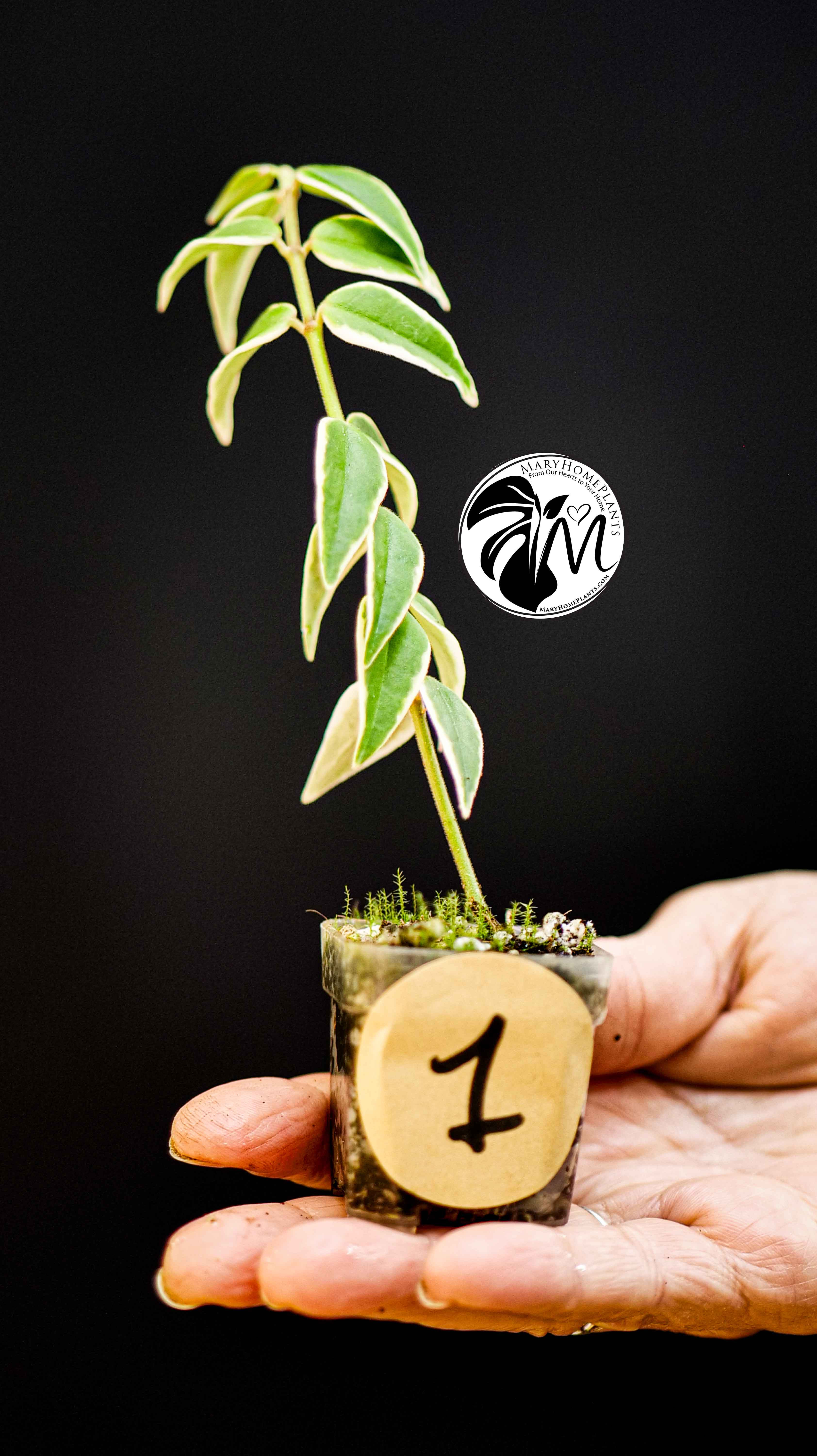 Hoya Bella Albo Variegated