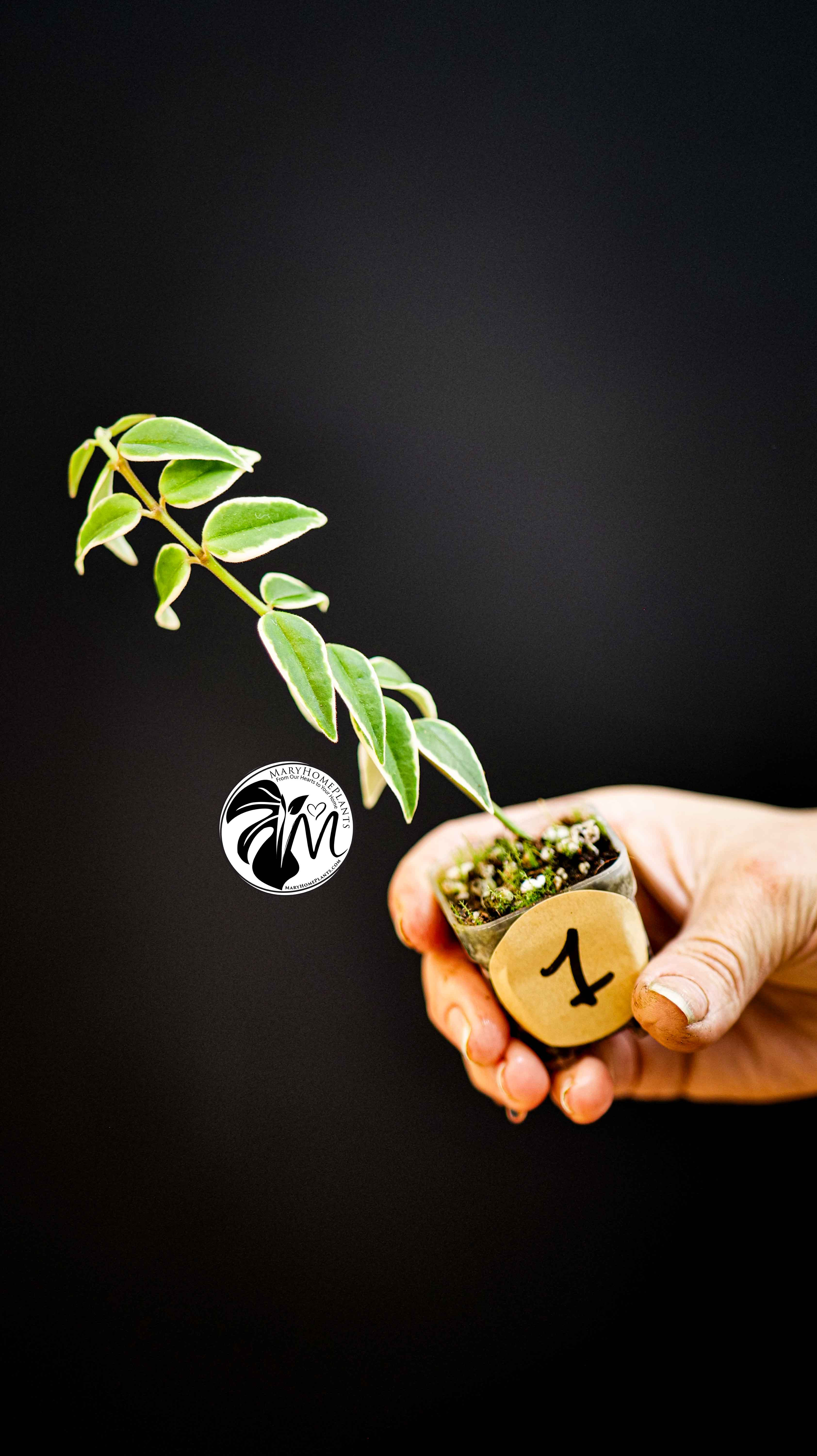 Hoya Bella Albo Variegated