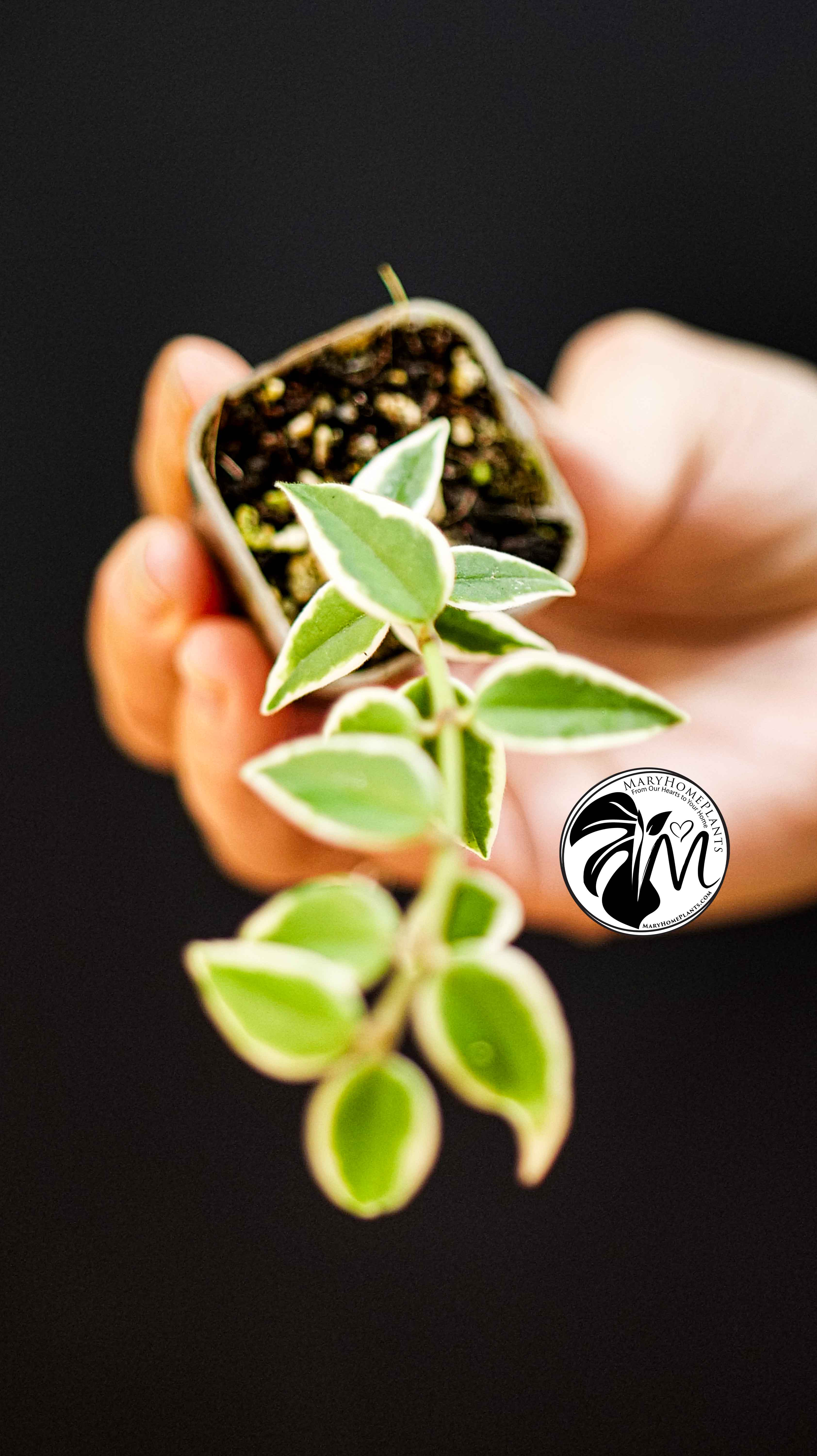 Hoya Bella Albo Variegated