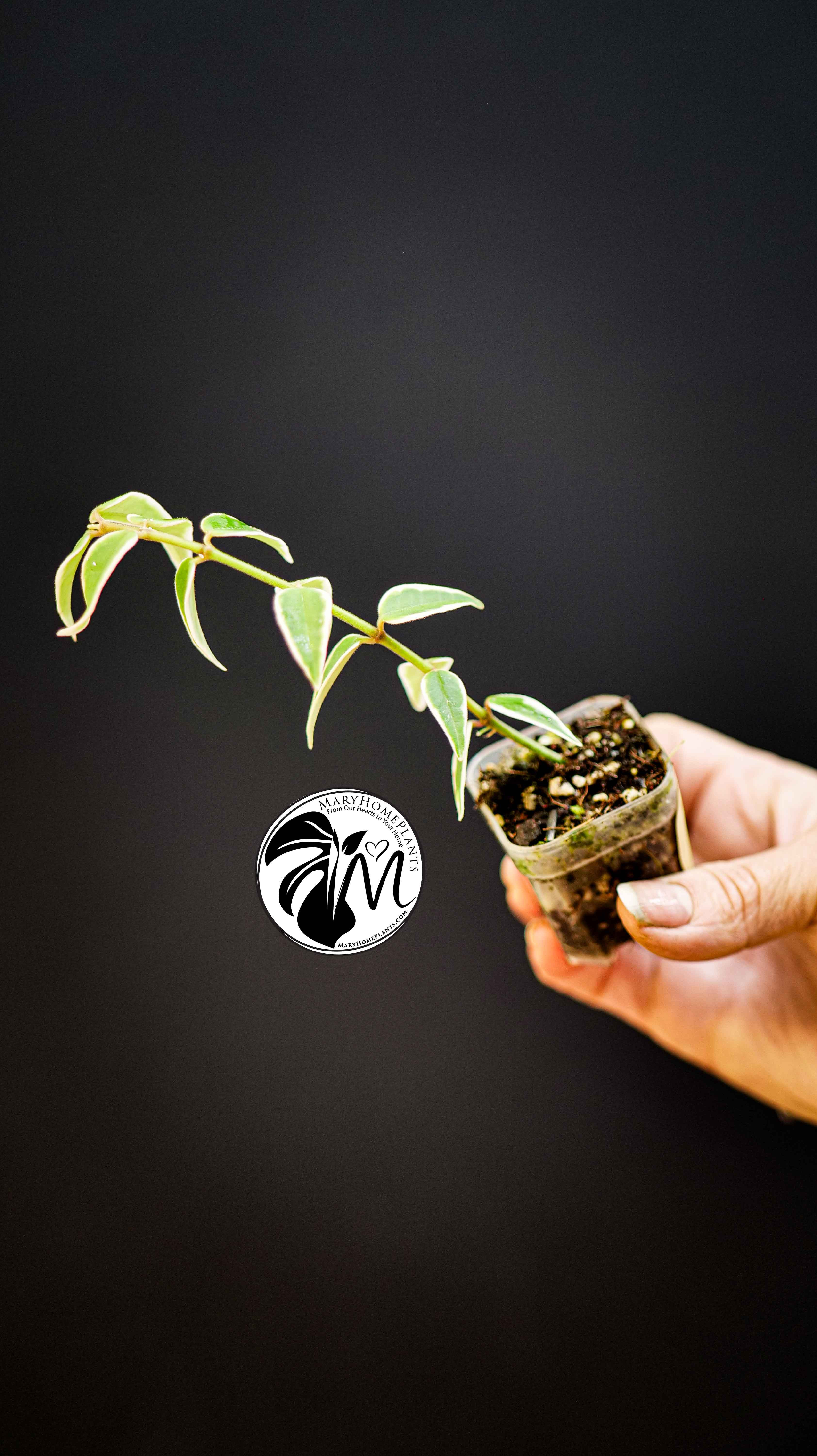 Hoya Bella Albo Variegated