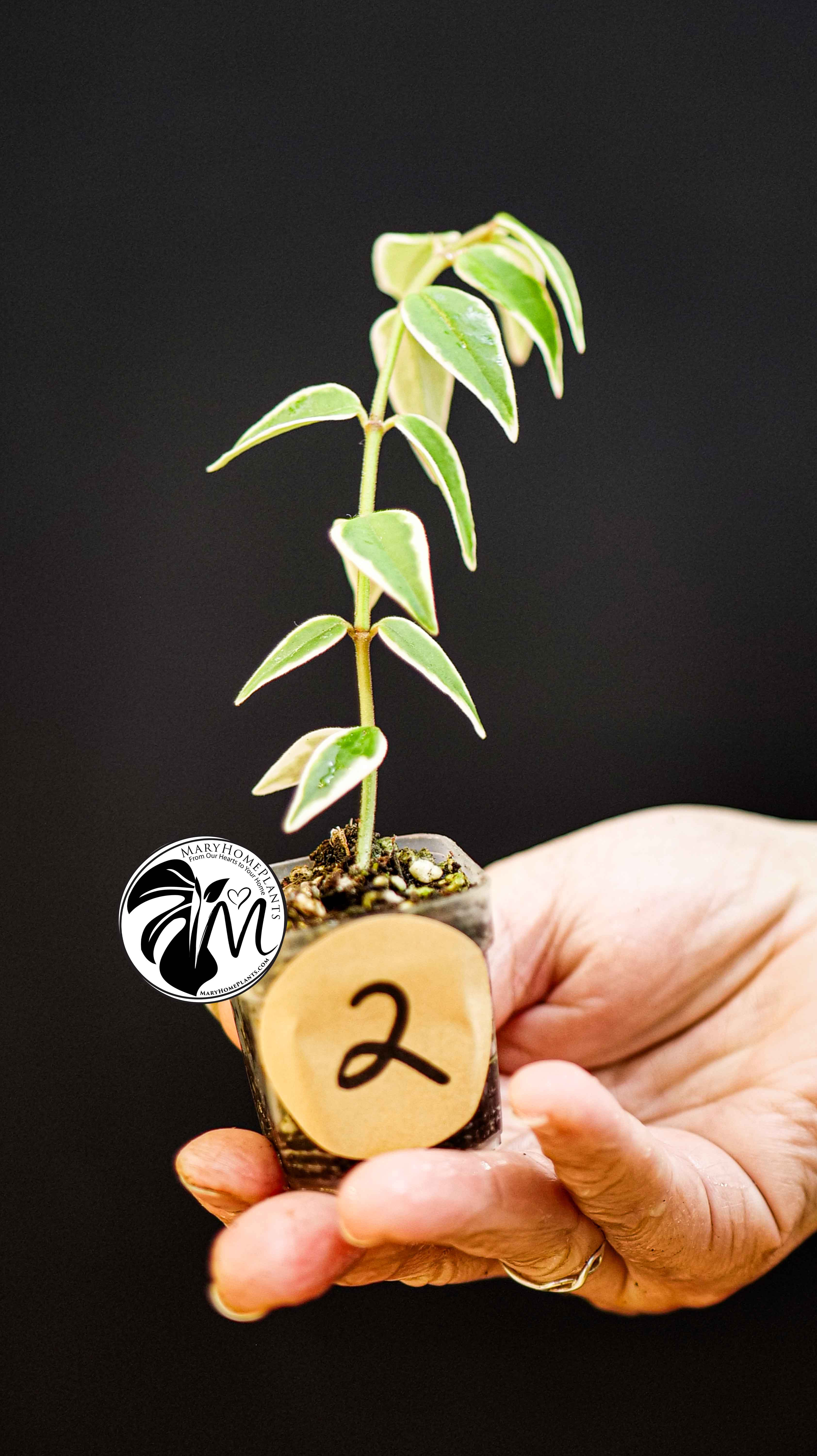 Hoya Bella Albo Variegated