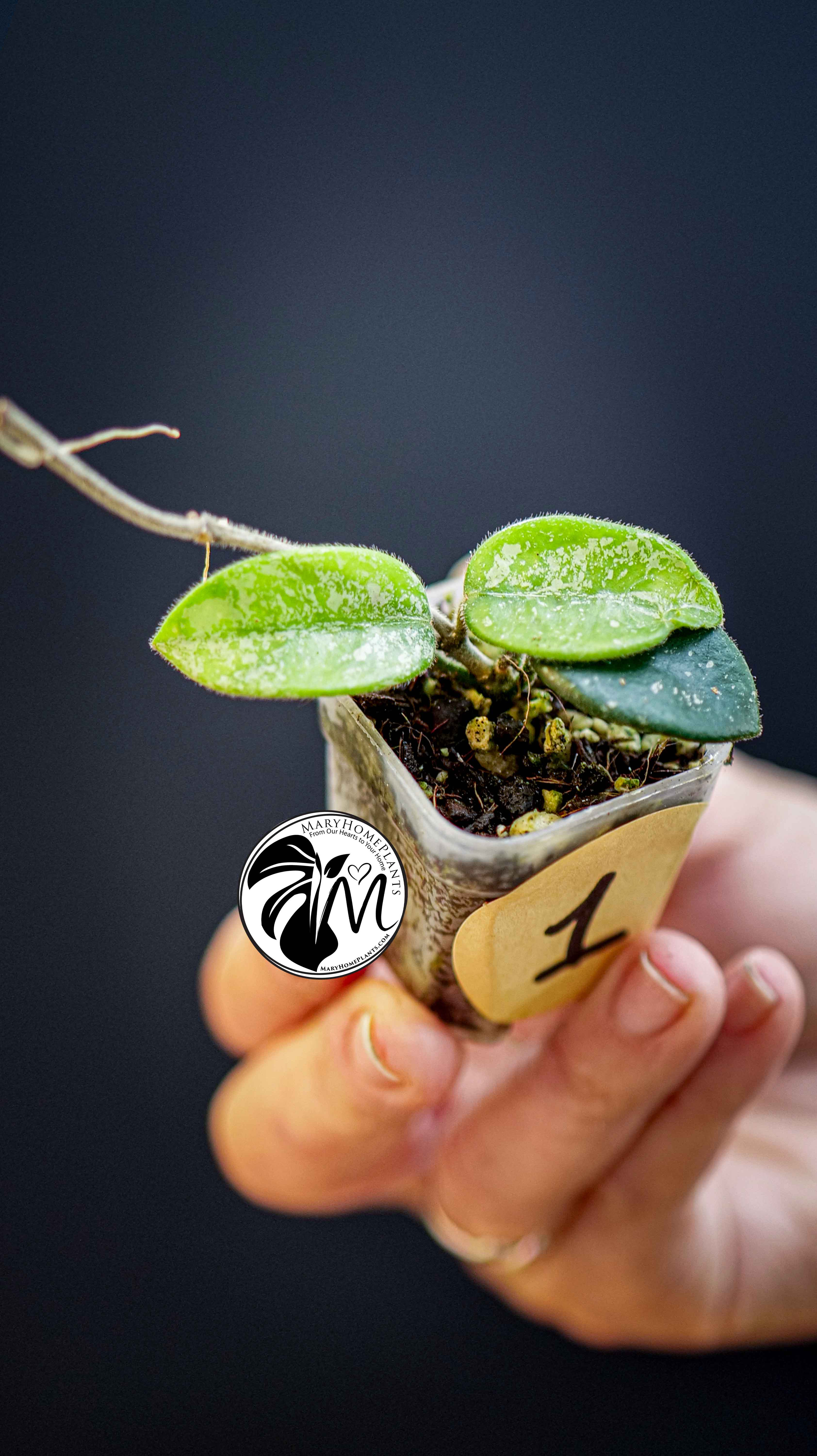 Hoya Mathilde Splash