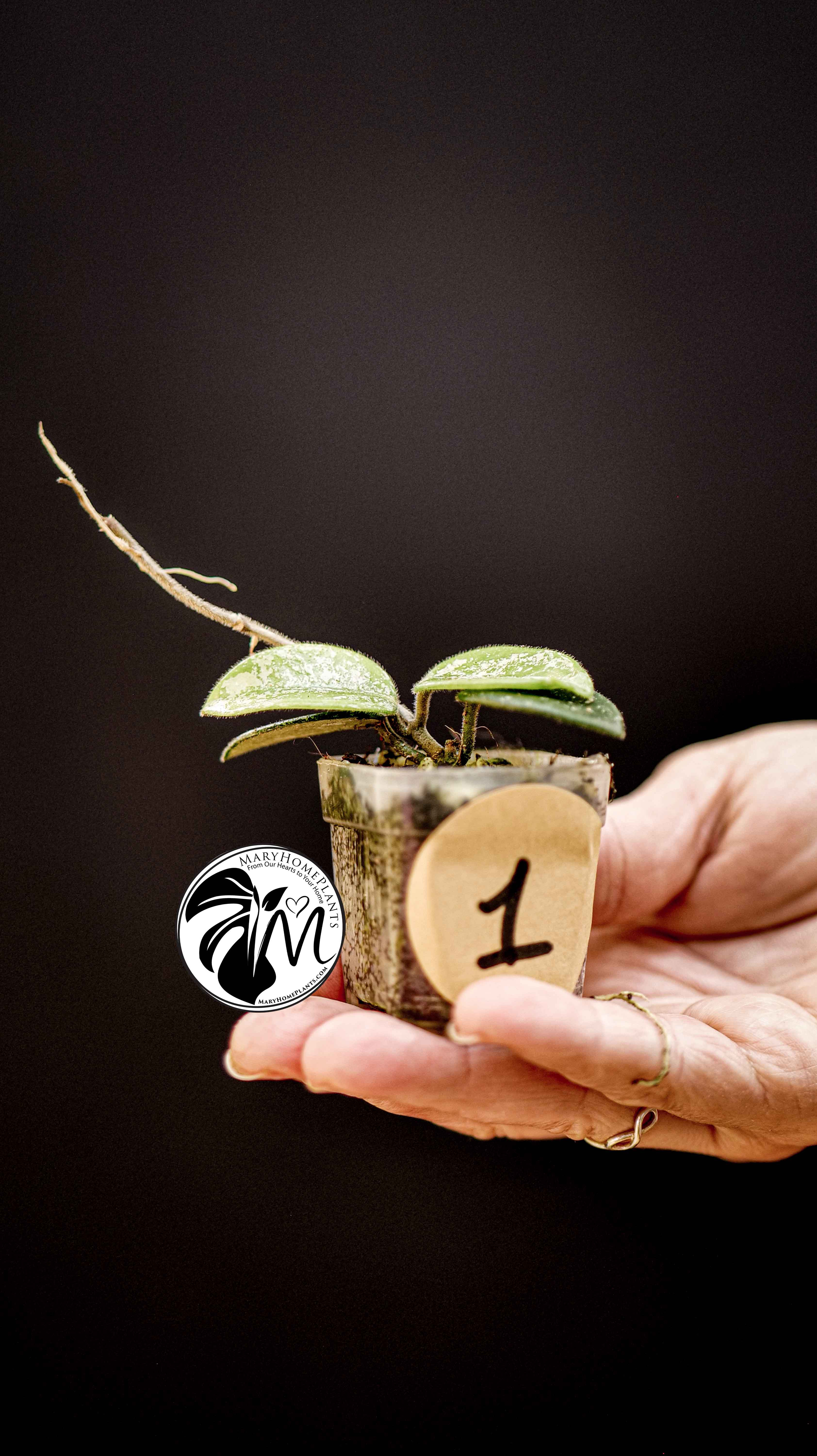 Hoya Mathilde Splash