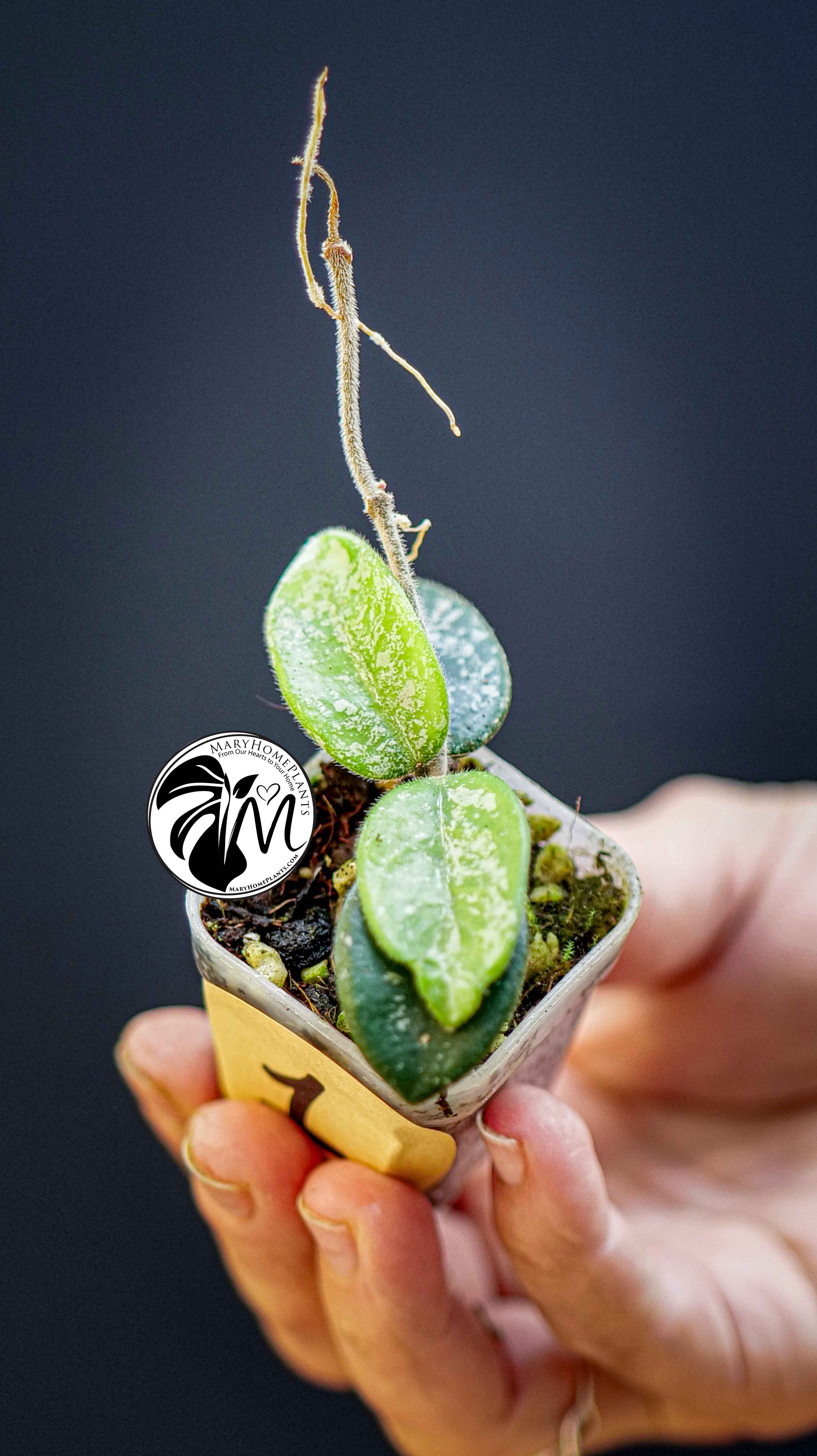 Hoya Mathilde Splash