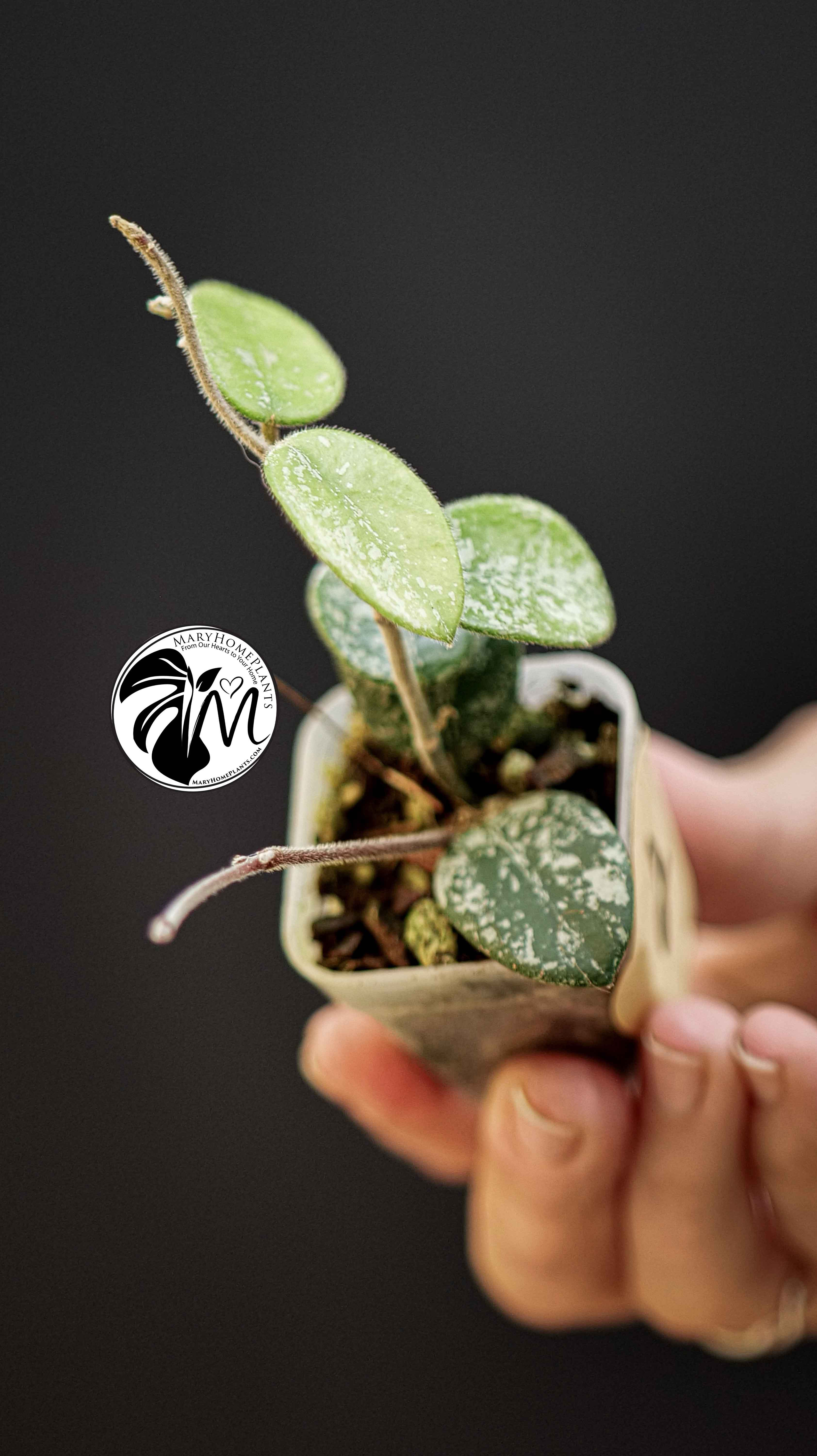 Hoya Mathilde Splash