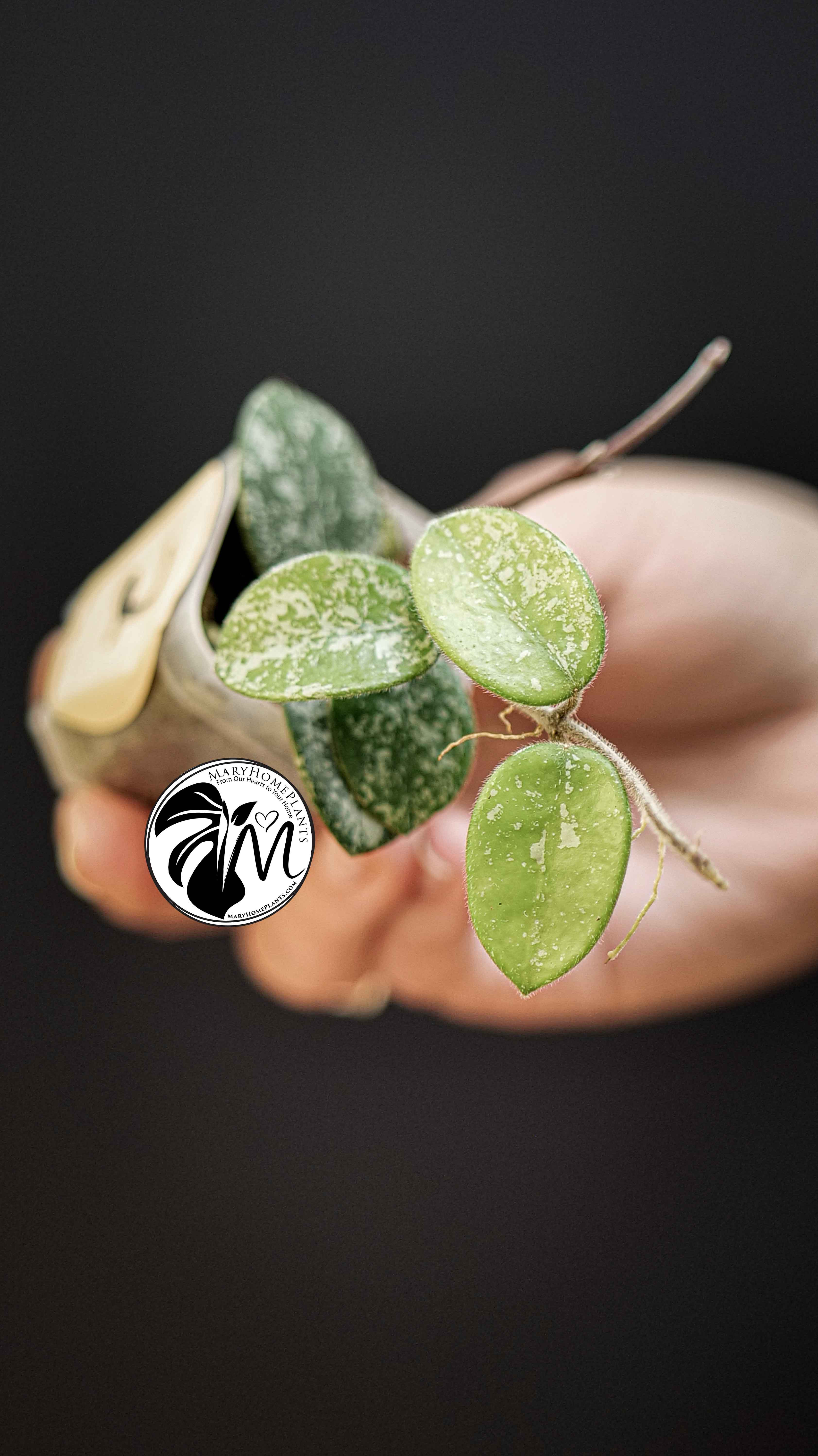 Hoya Mathilde Splash