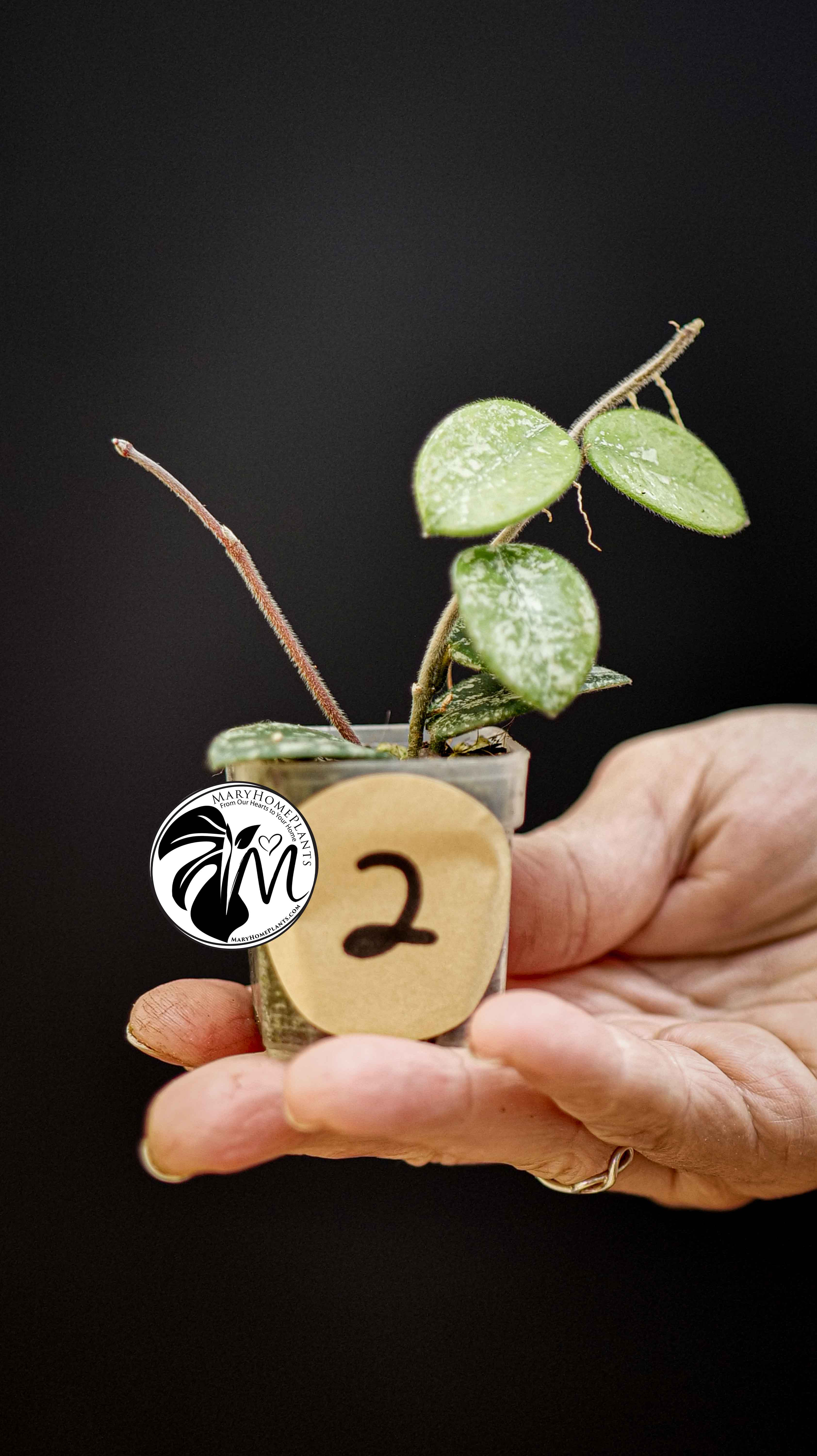 Hoya Mathilde Splash