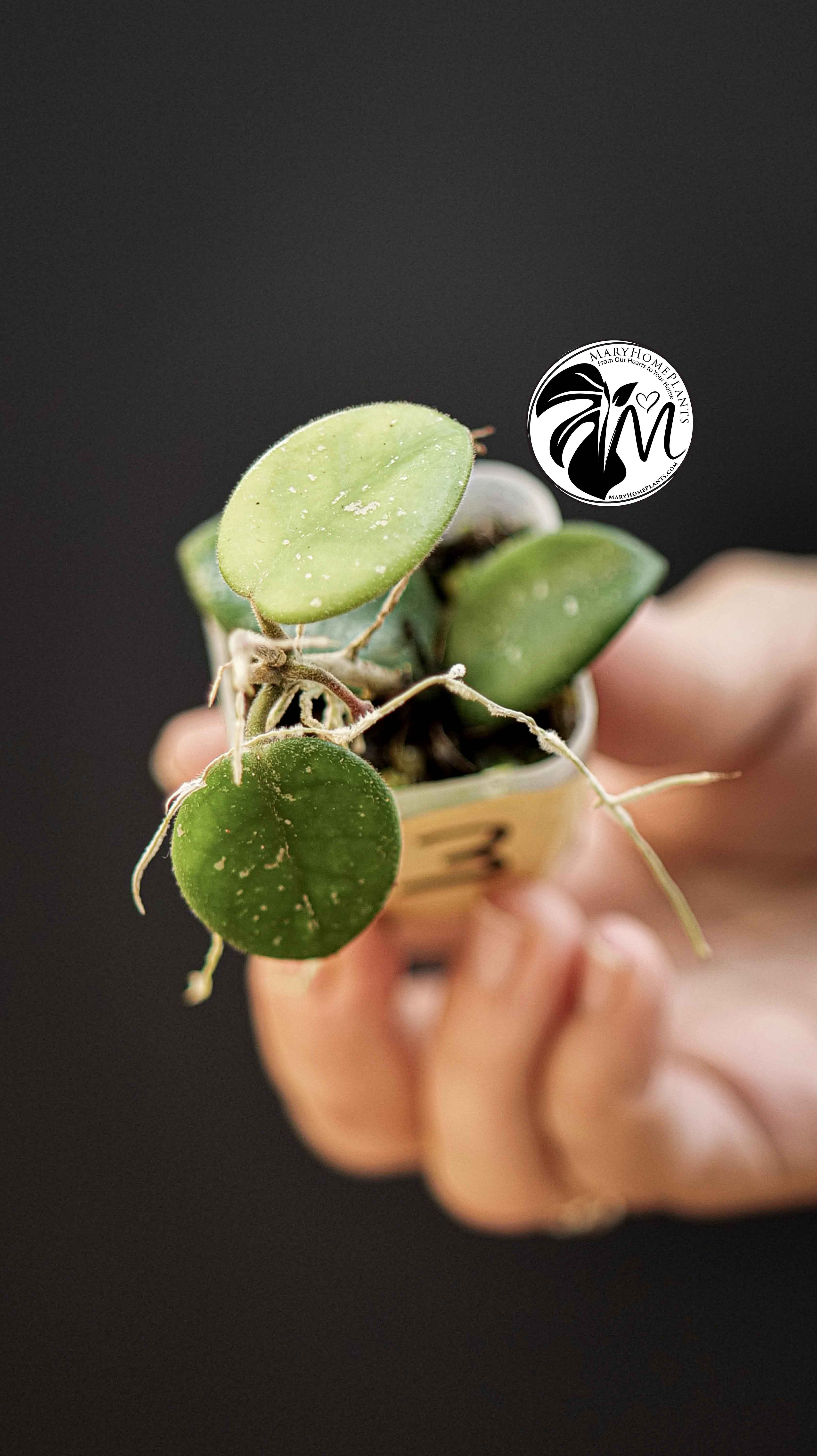 Hoya Mathilde Splash