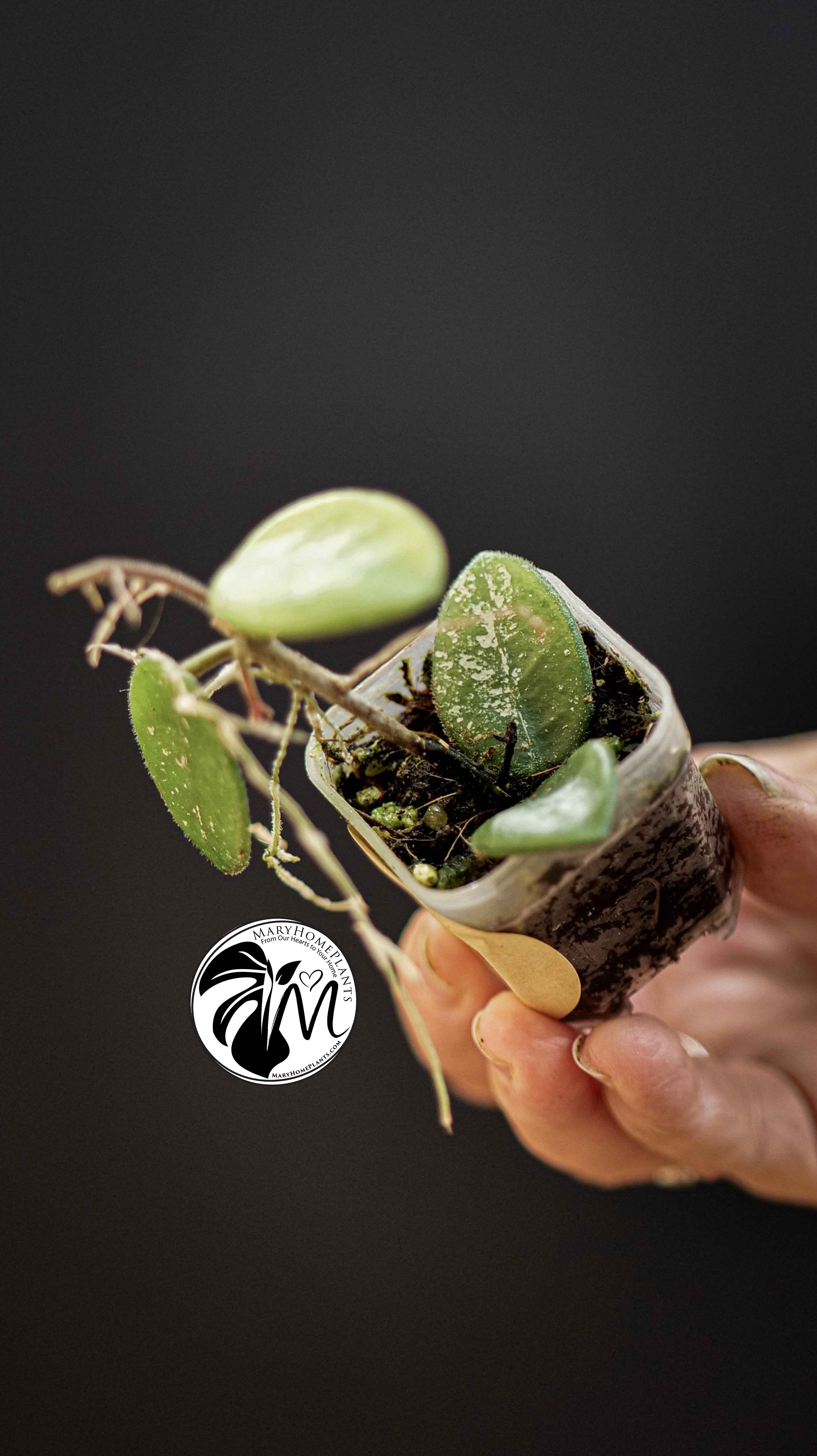 Hoya Mathilde Splash