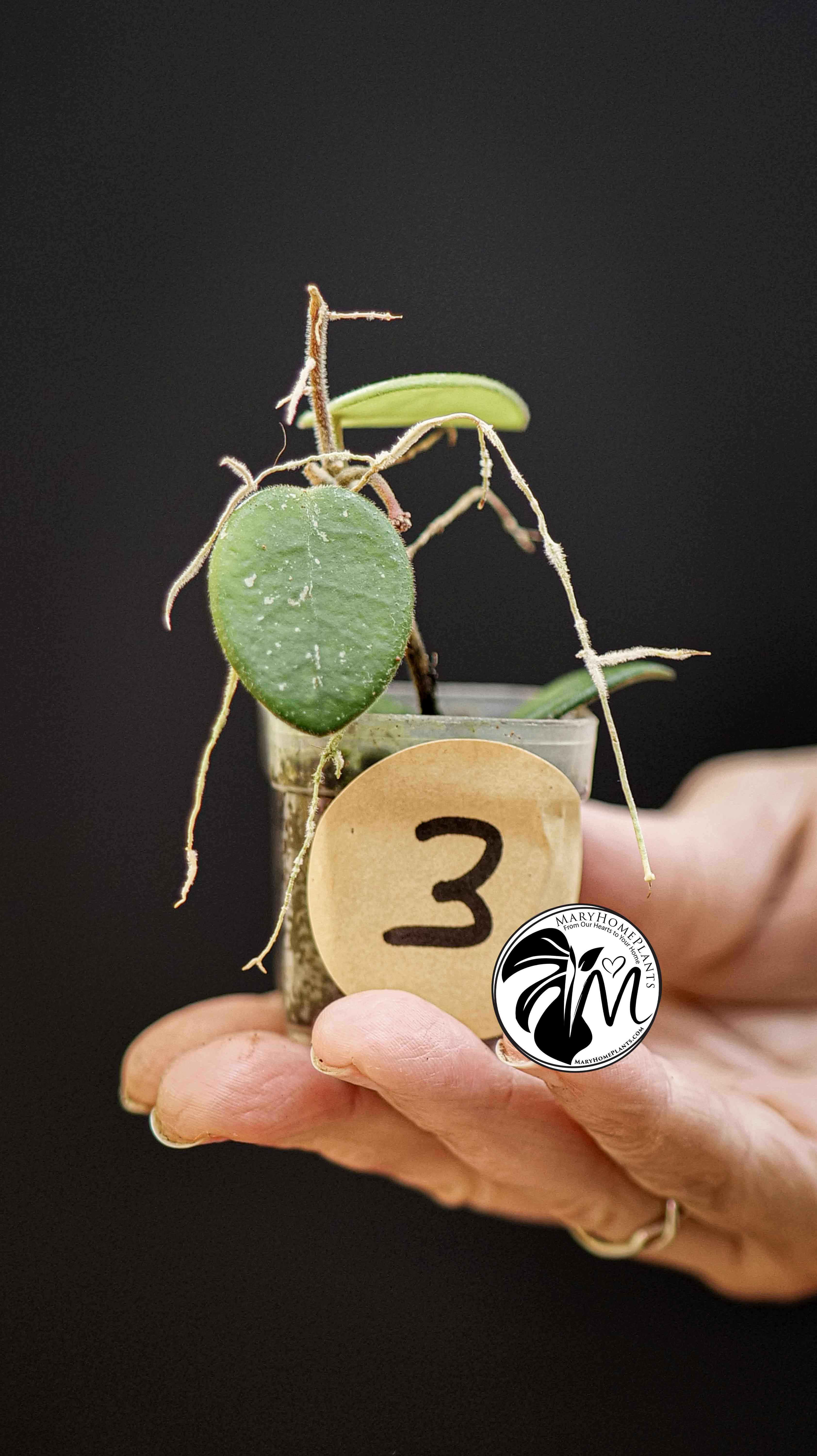 Hoya Mathilde Splash