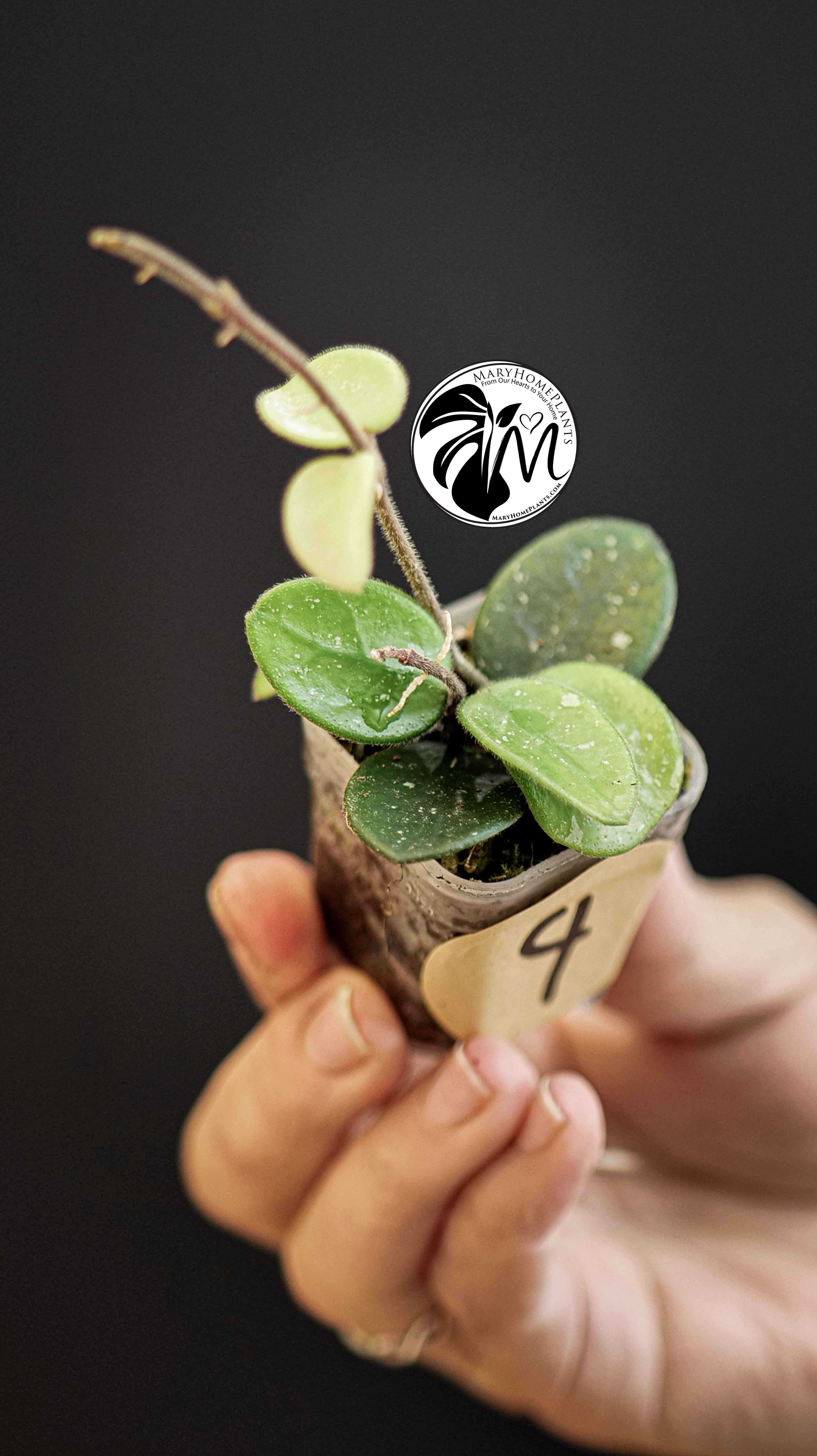 Hoya Mathilde Splash