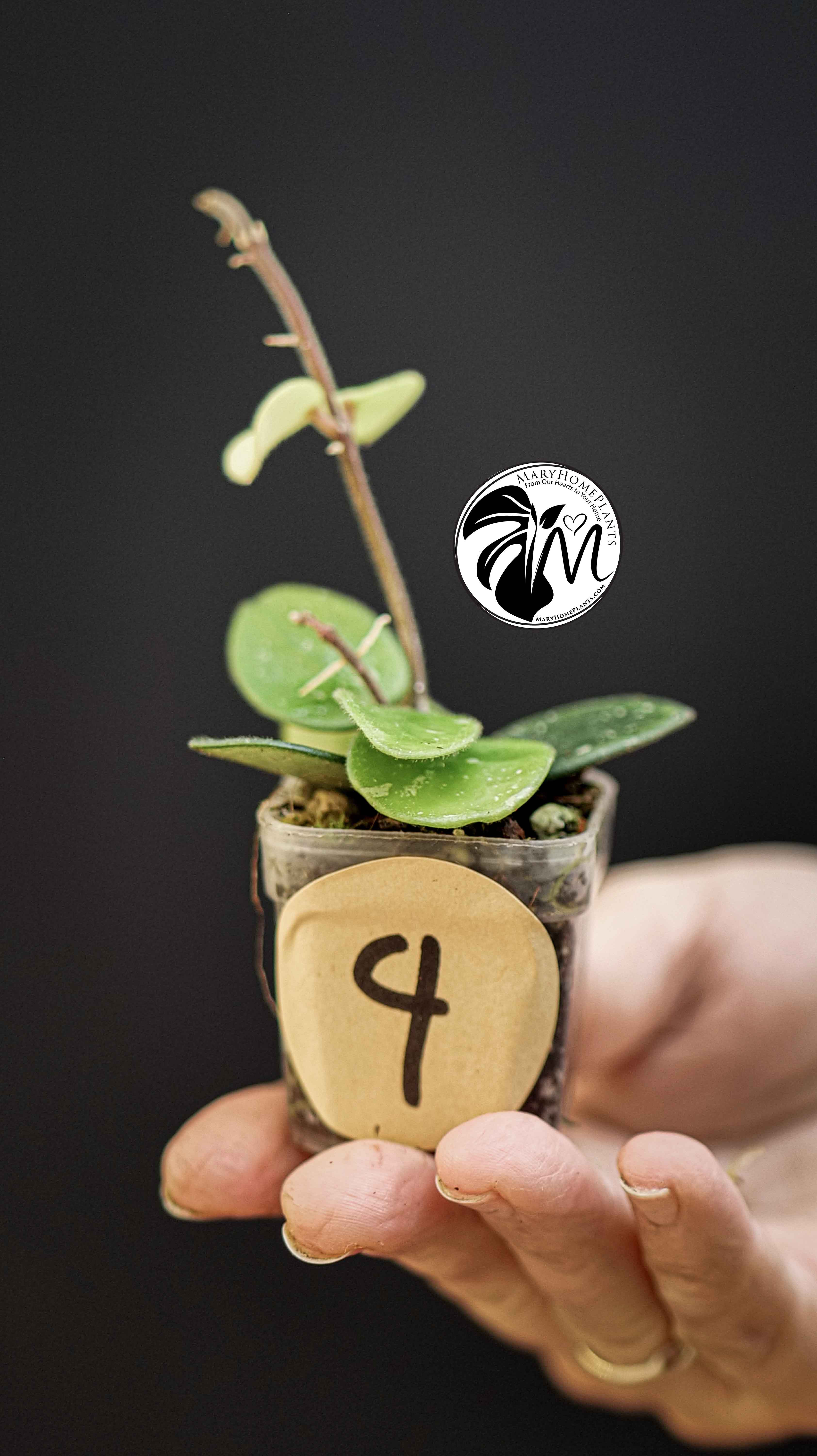 Hoya Mathilde Splash