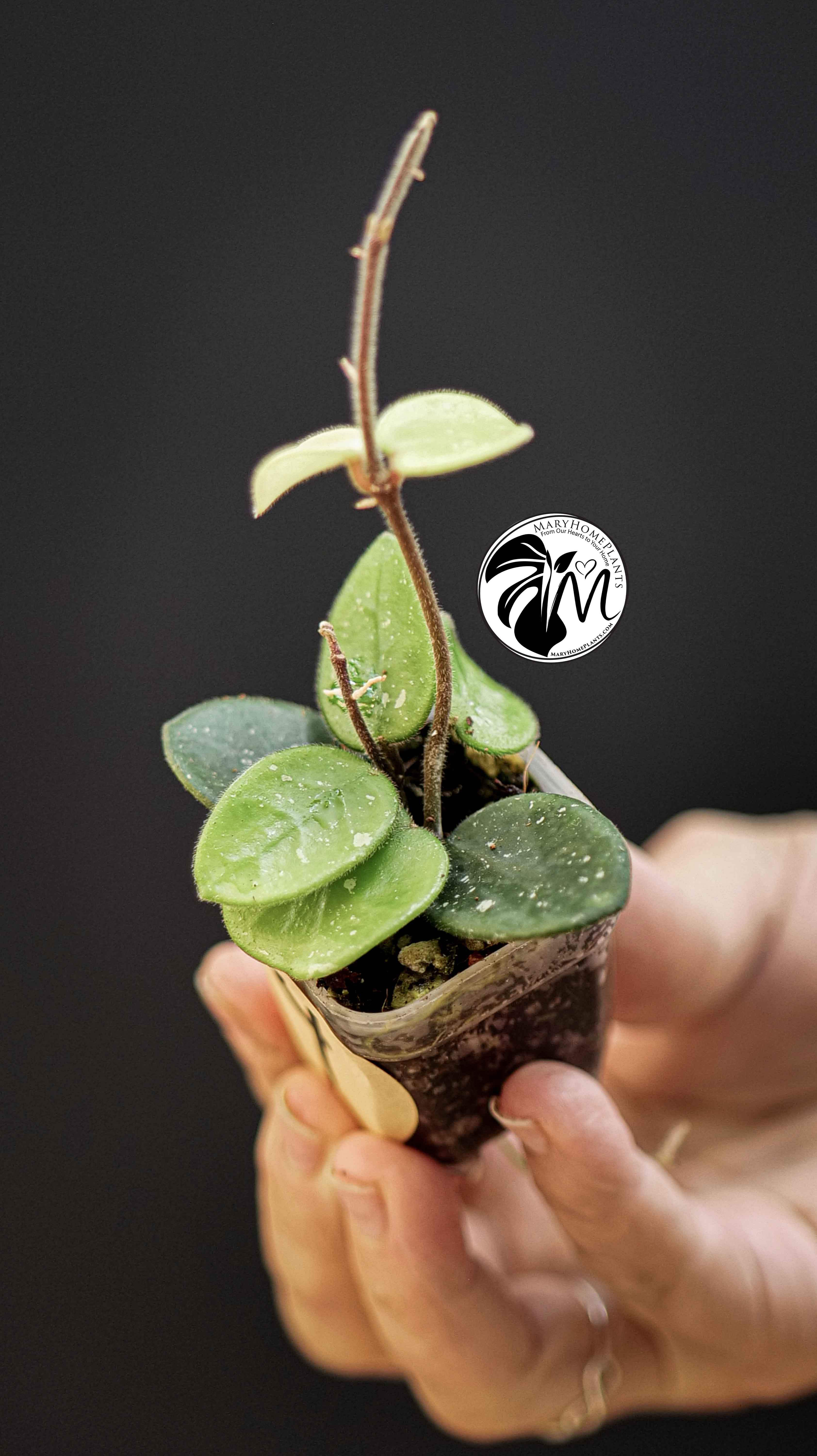 Hoya Mathilde Splash