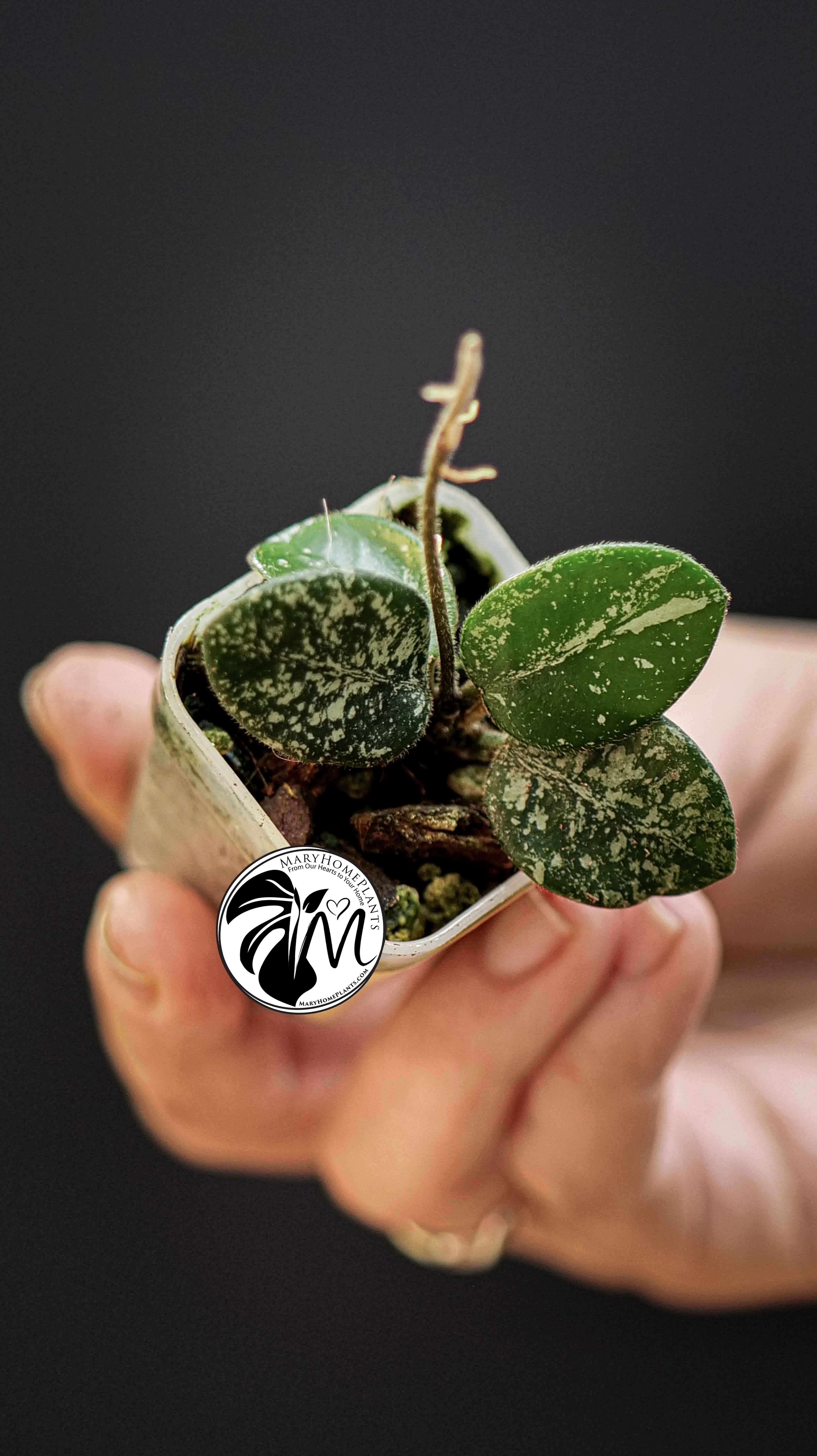 Hoya Mathilde Splash