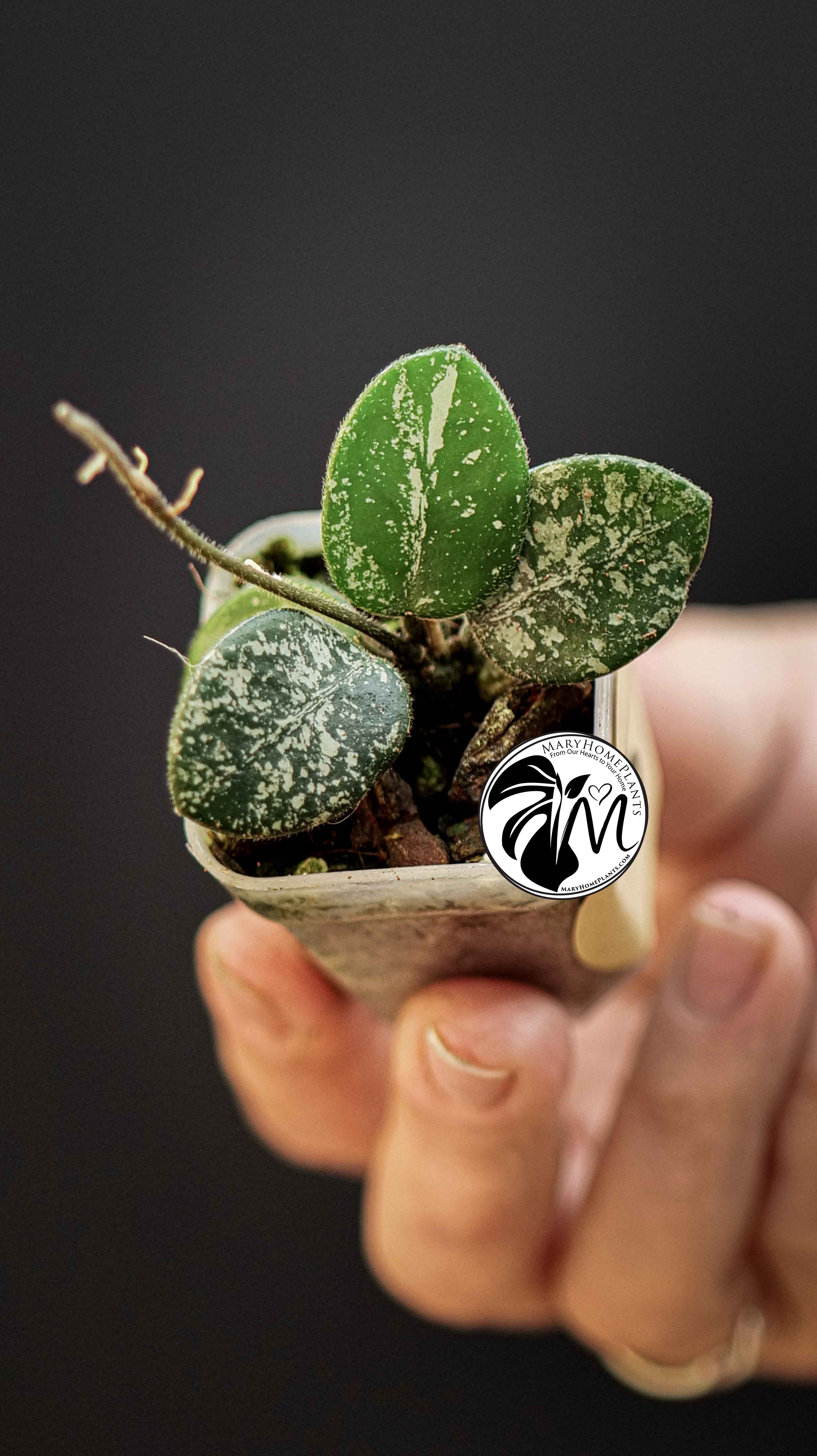 Hoya Mathilde Splash