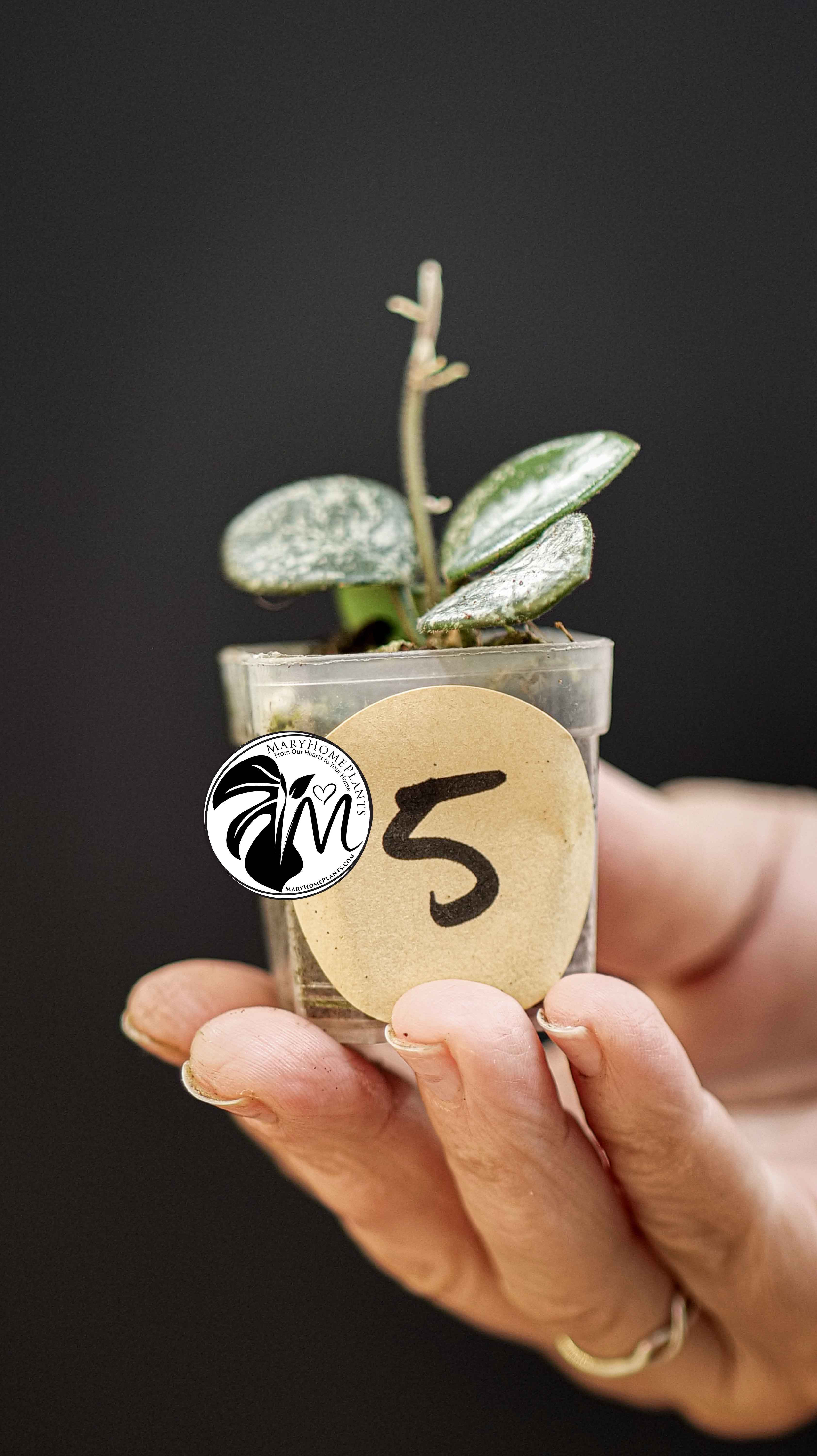 Hoya Mathilde Splash