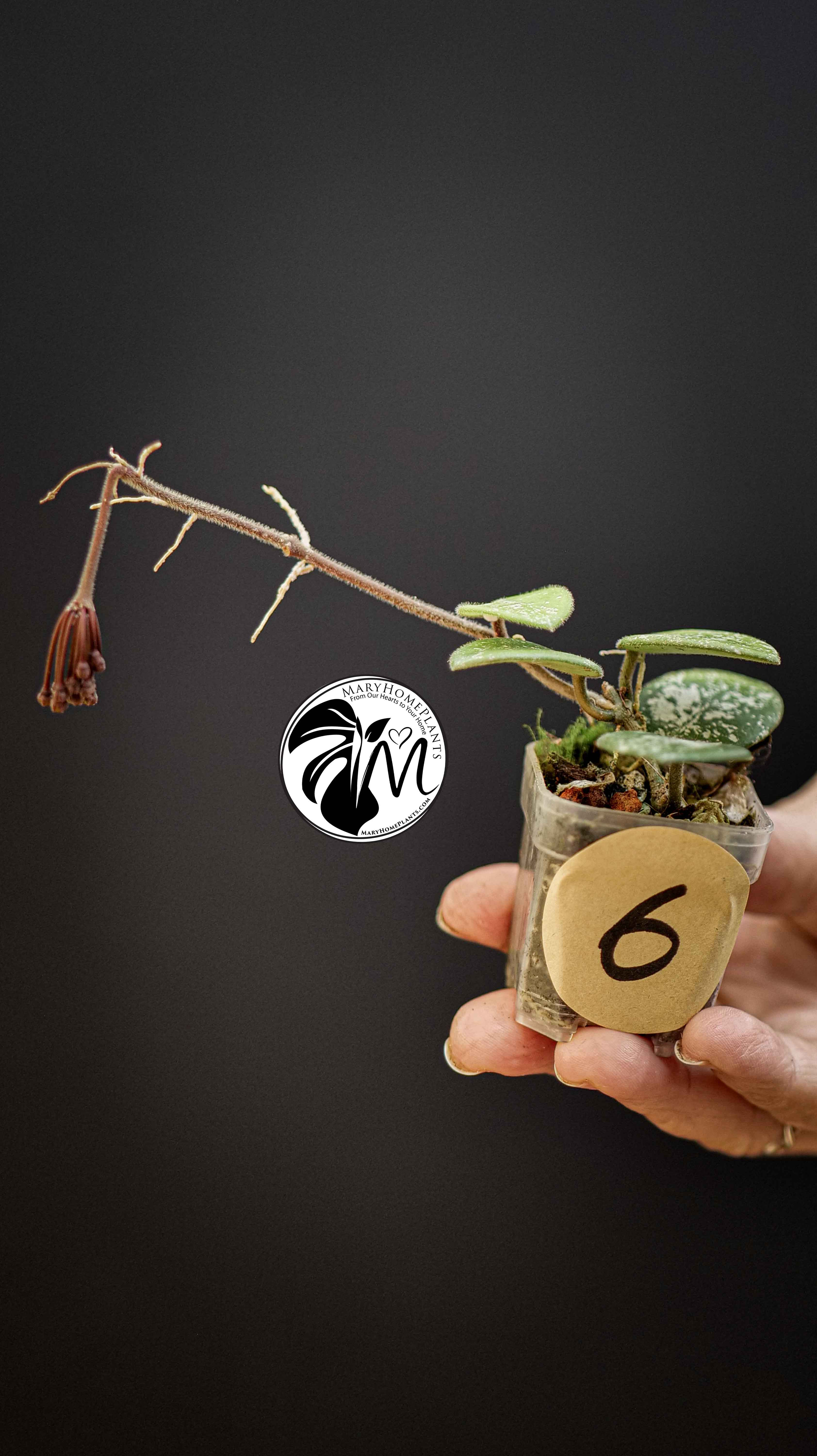 Hoya Mathilde Splash in BLOOM