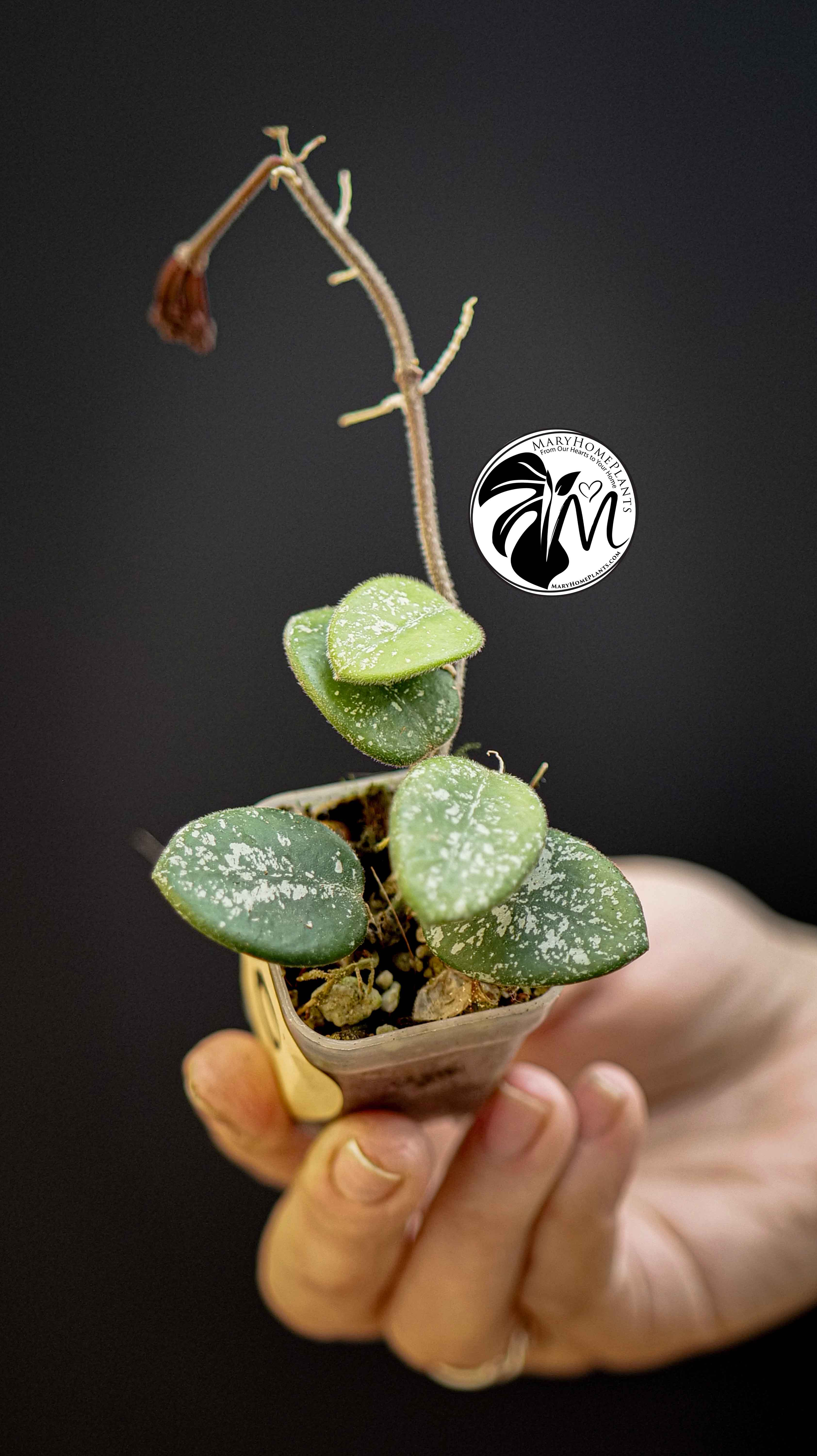 Hoya Mathilde Splash in BLOOM