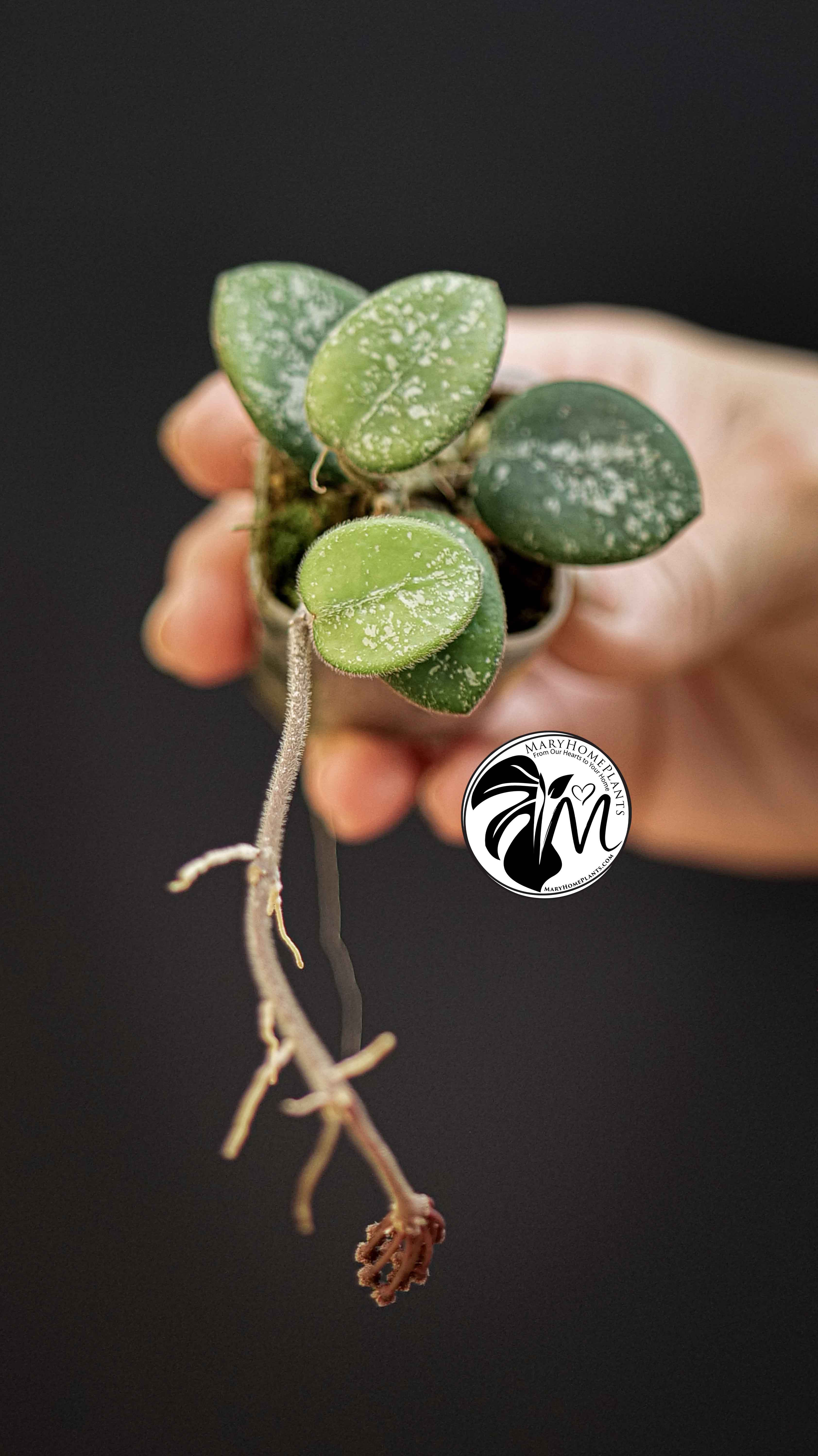 Hoya Mathilde Splash in BLOOM