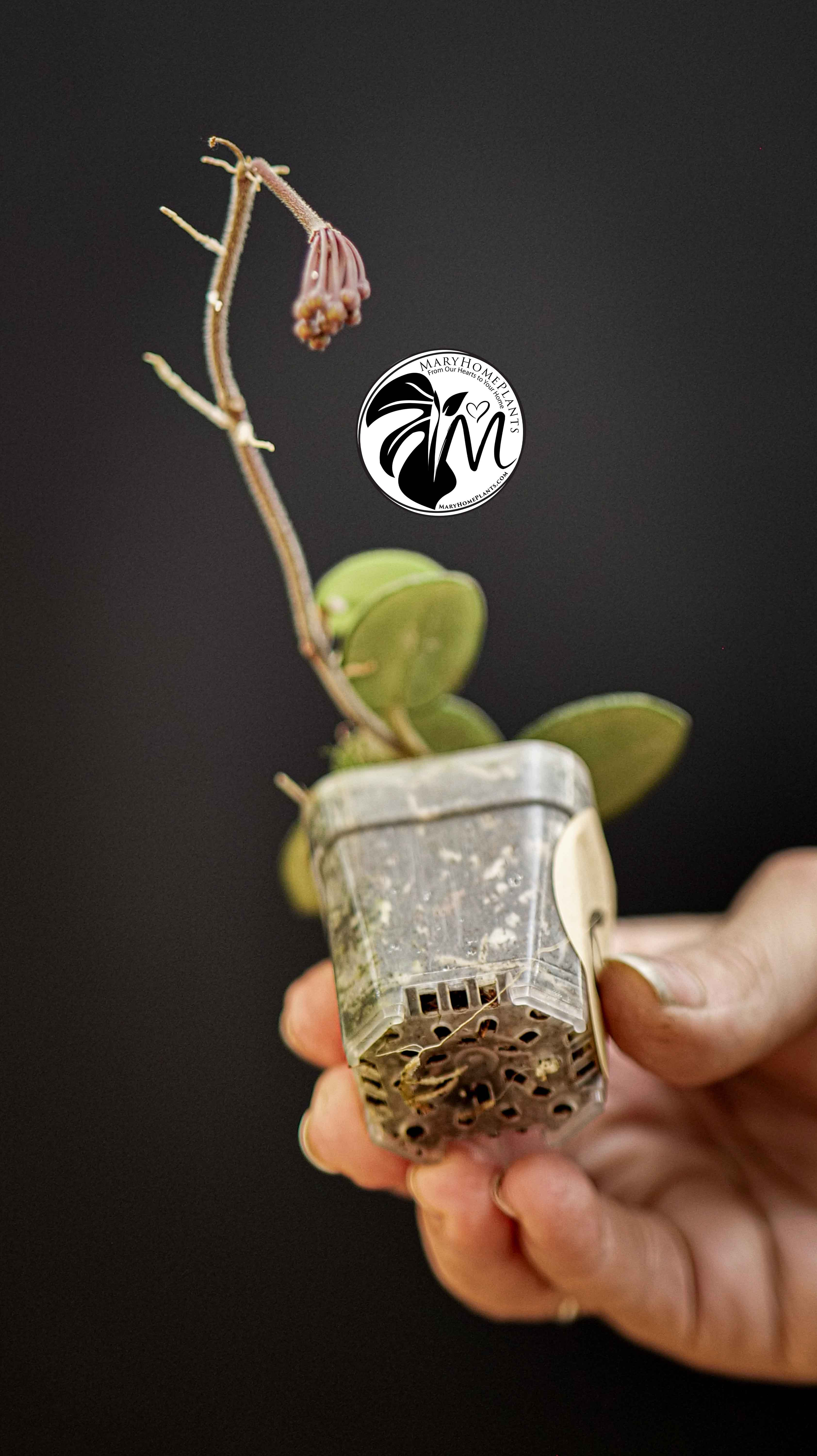 Hoya Mathilde Splash in BLOOM