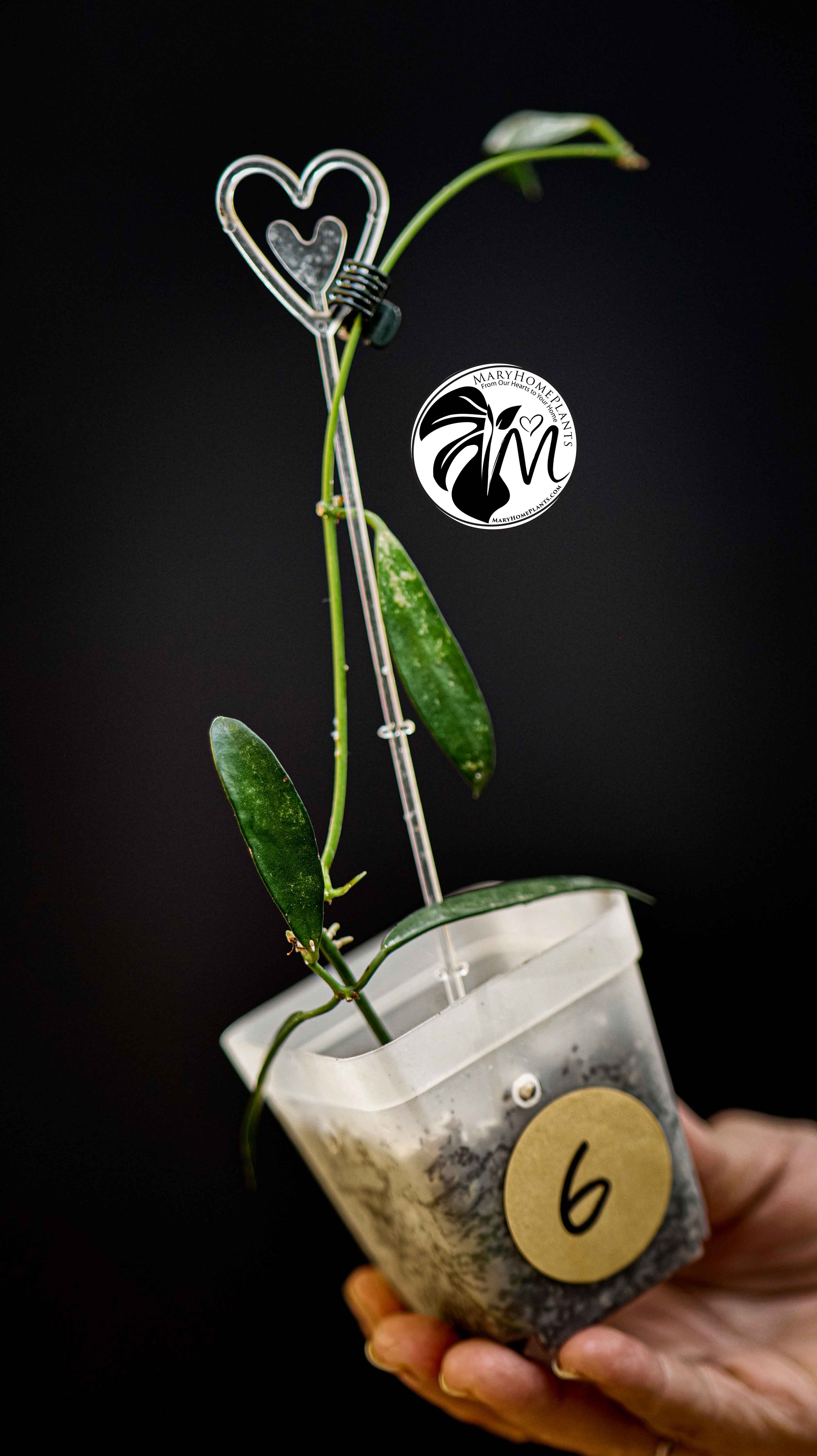 Hoya Longifolia China Beans