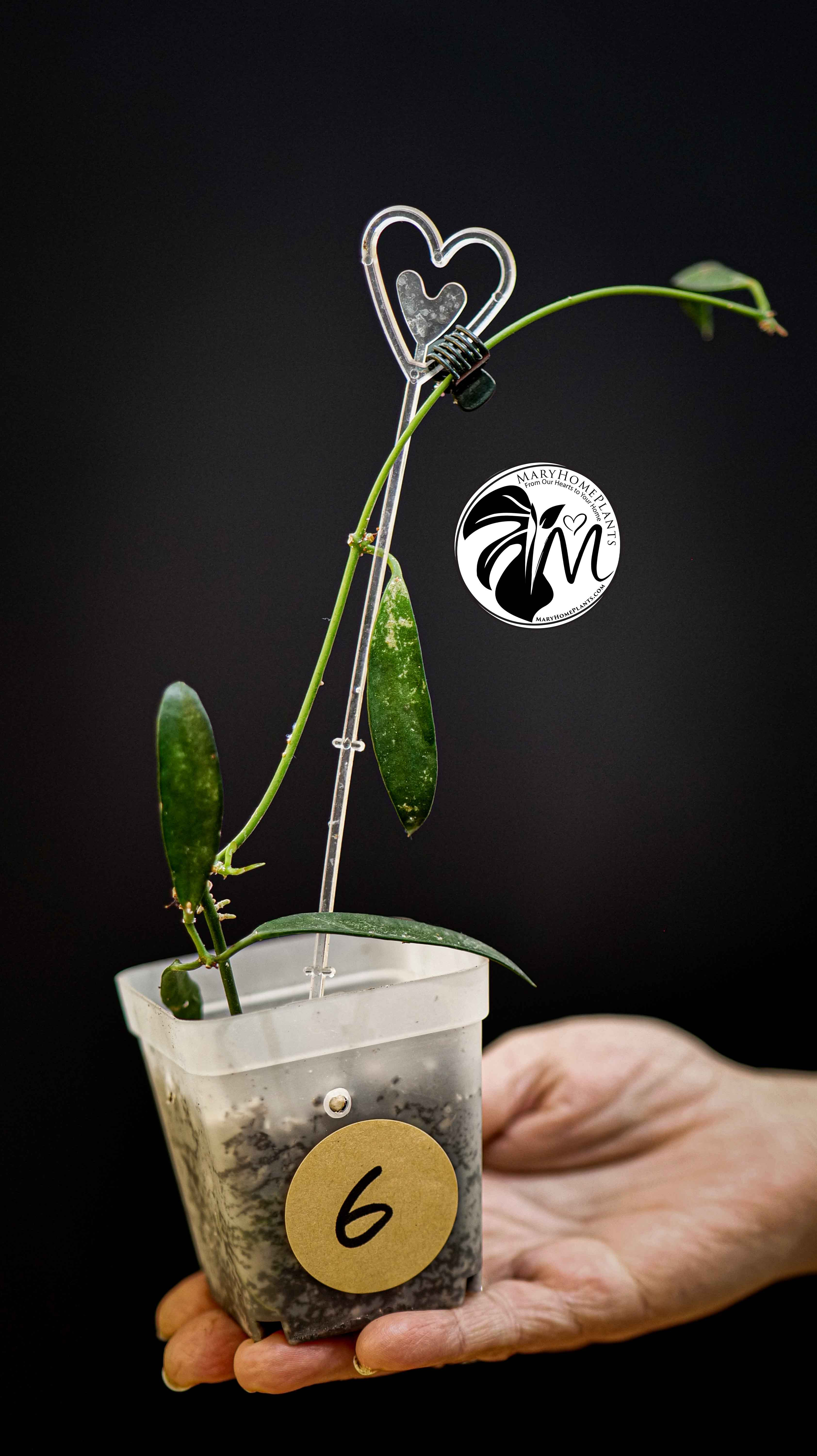 Hoya Longifolia China Beans