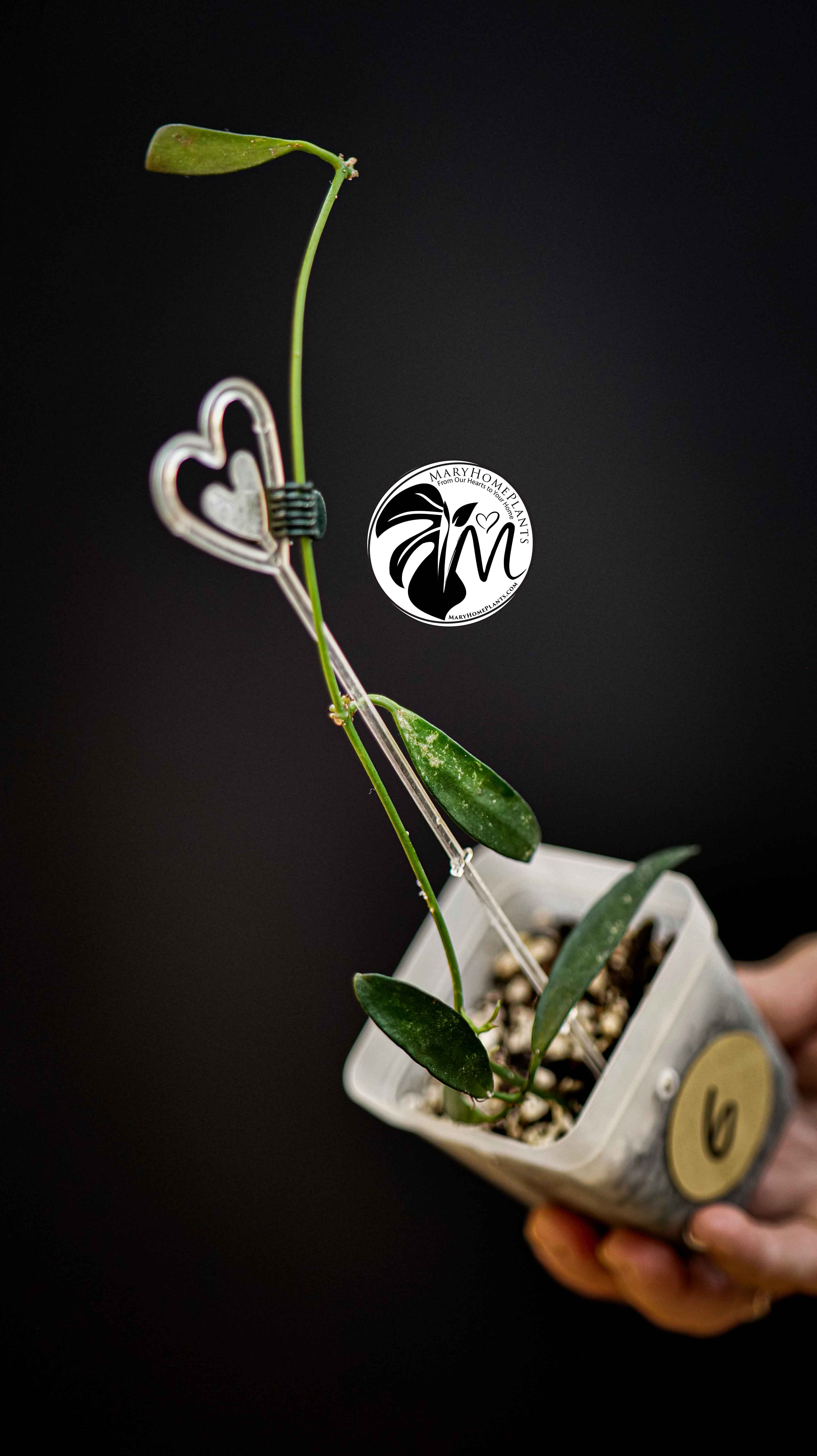 Hoya Longifolia China Beans