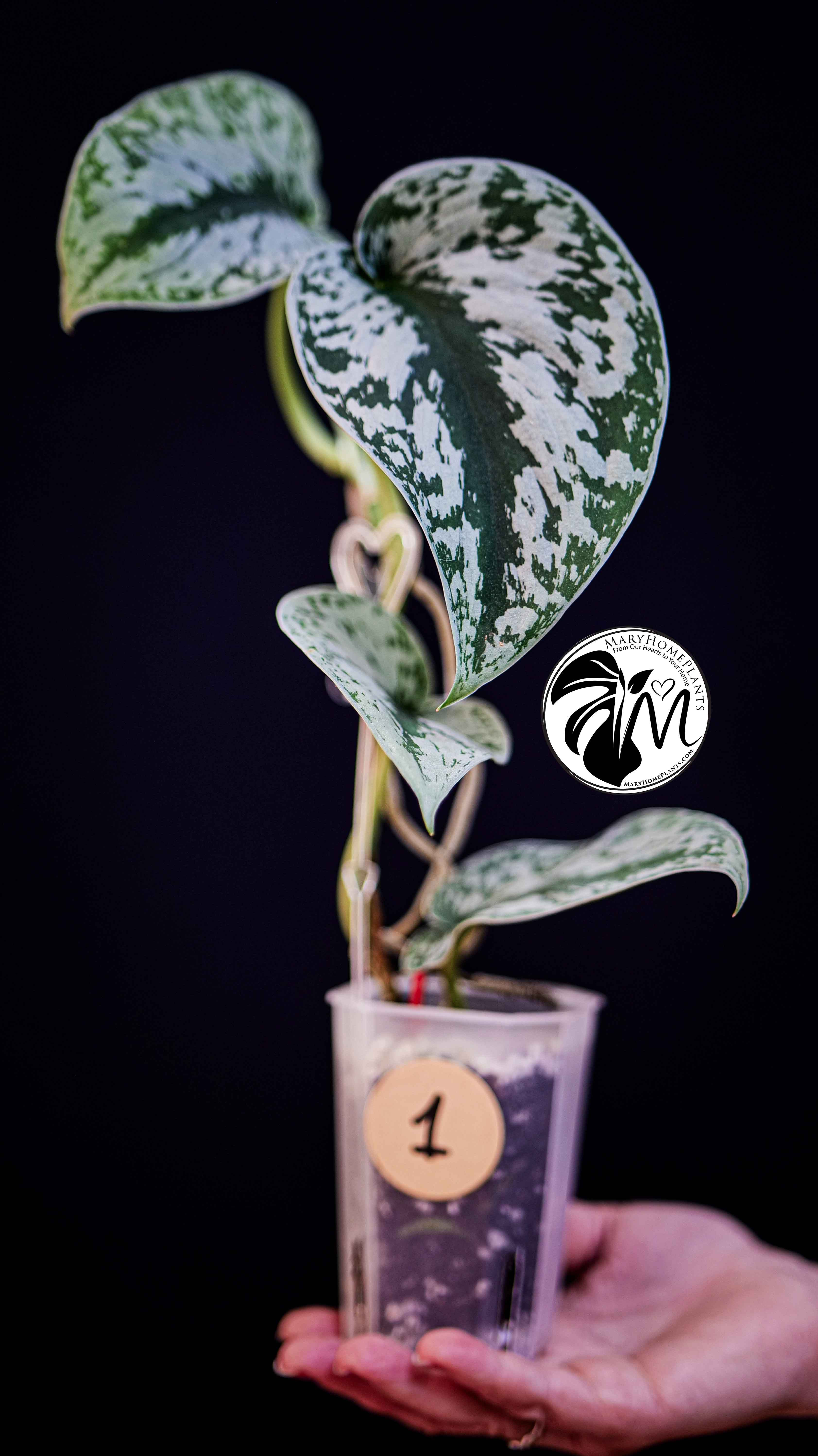 Scindapsus Pictus Exotica Trebie