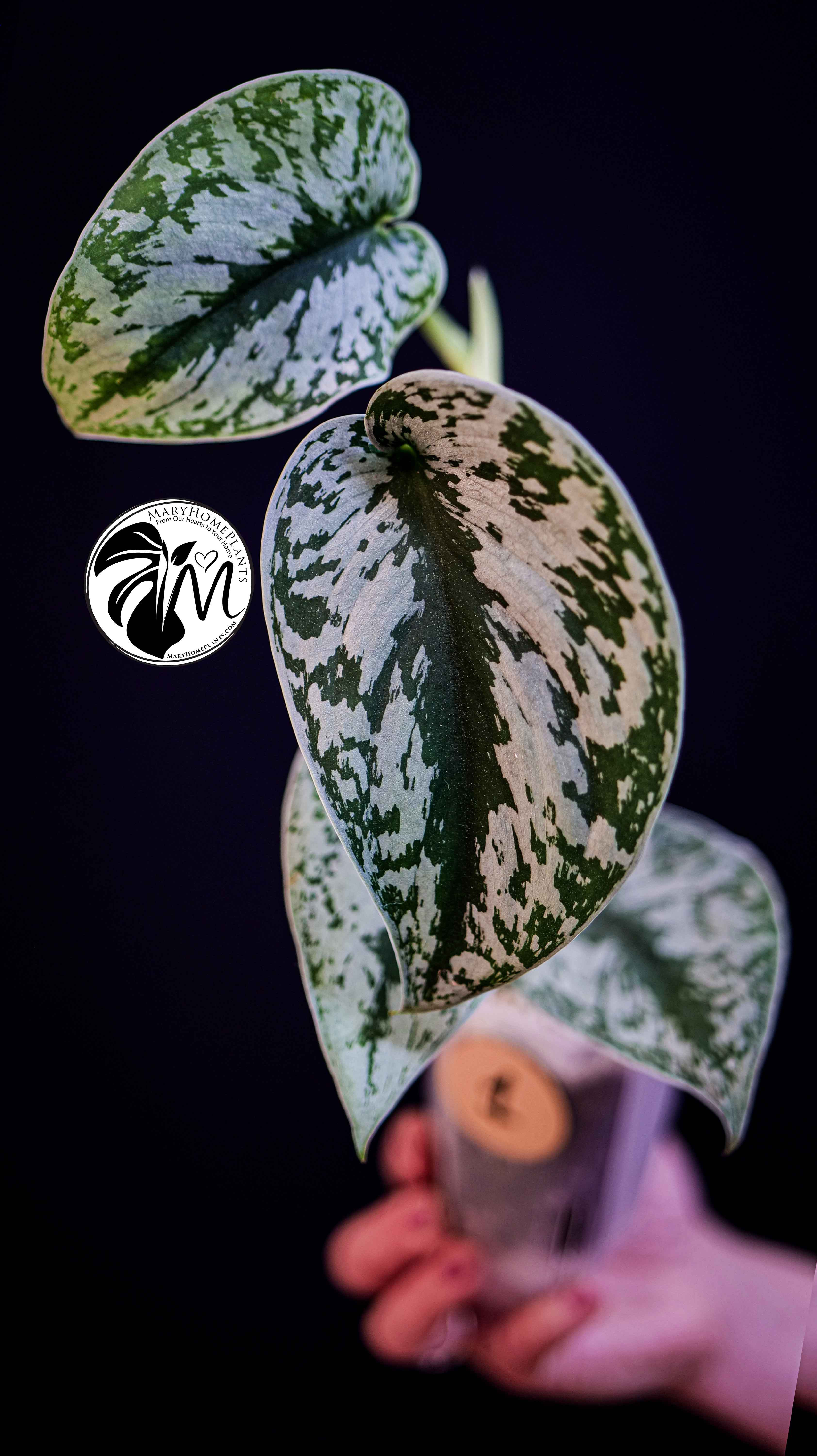 Scindapsus Pictus Exotica Trebie