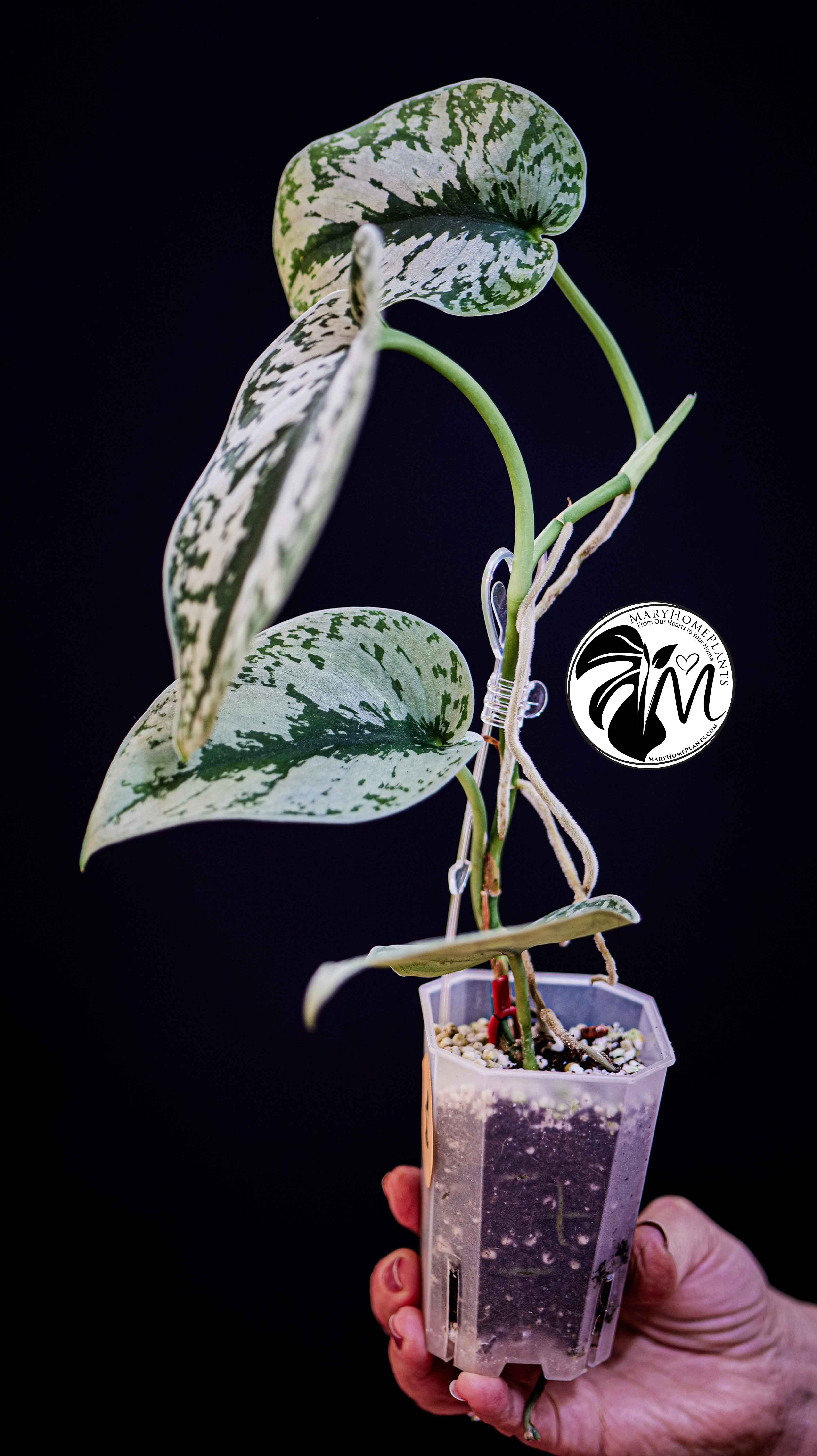 Scindapsus Pictus Exotica Trebie