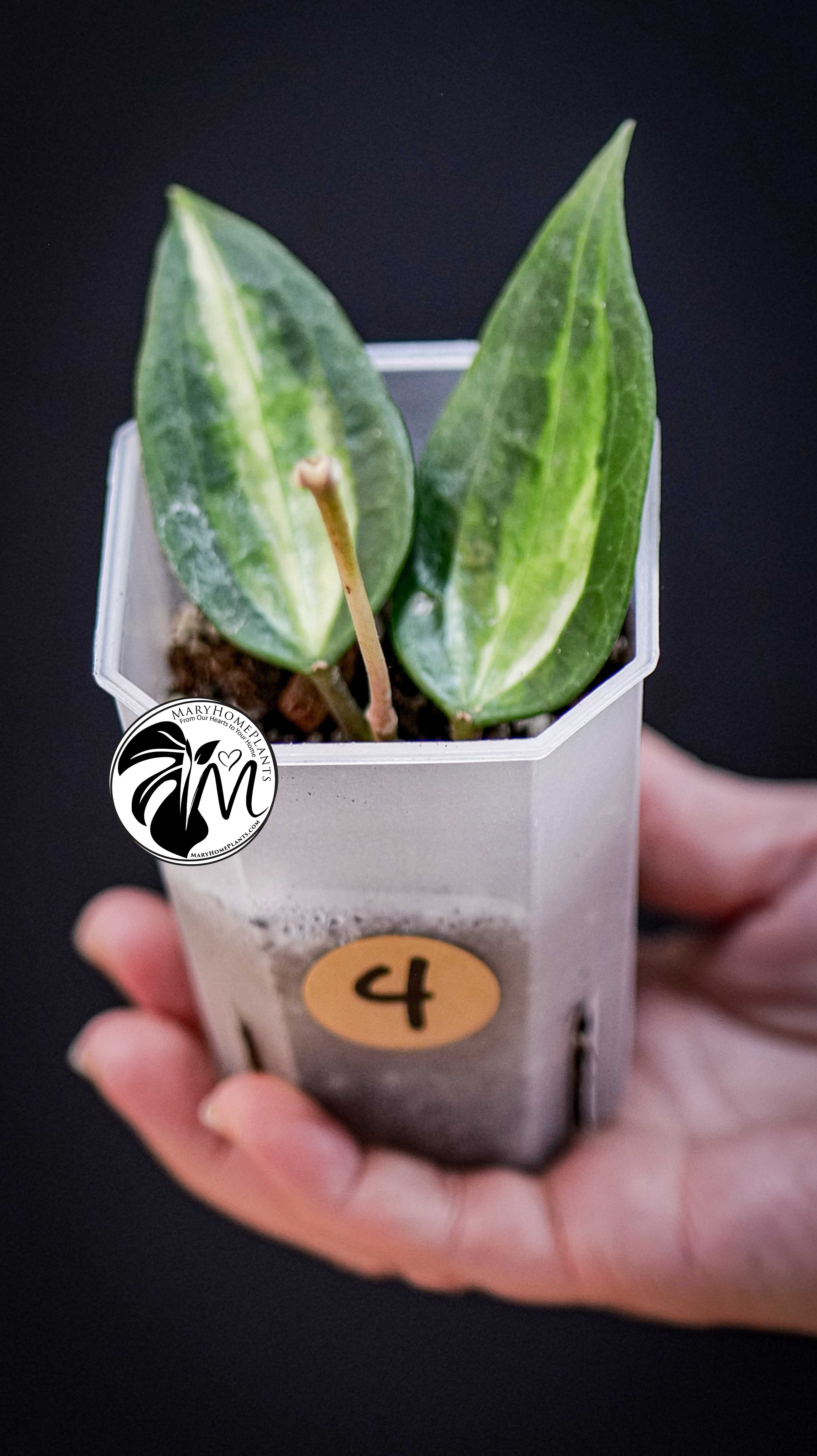 Hoya latifolia Pot of Gold