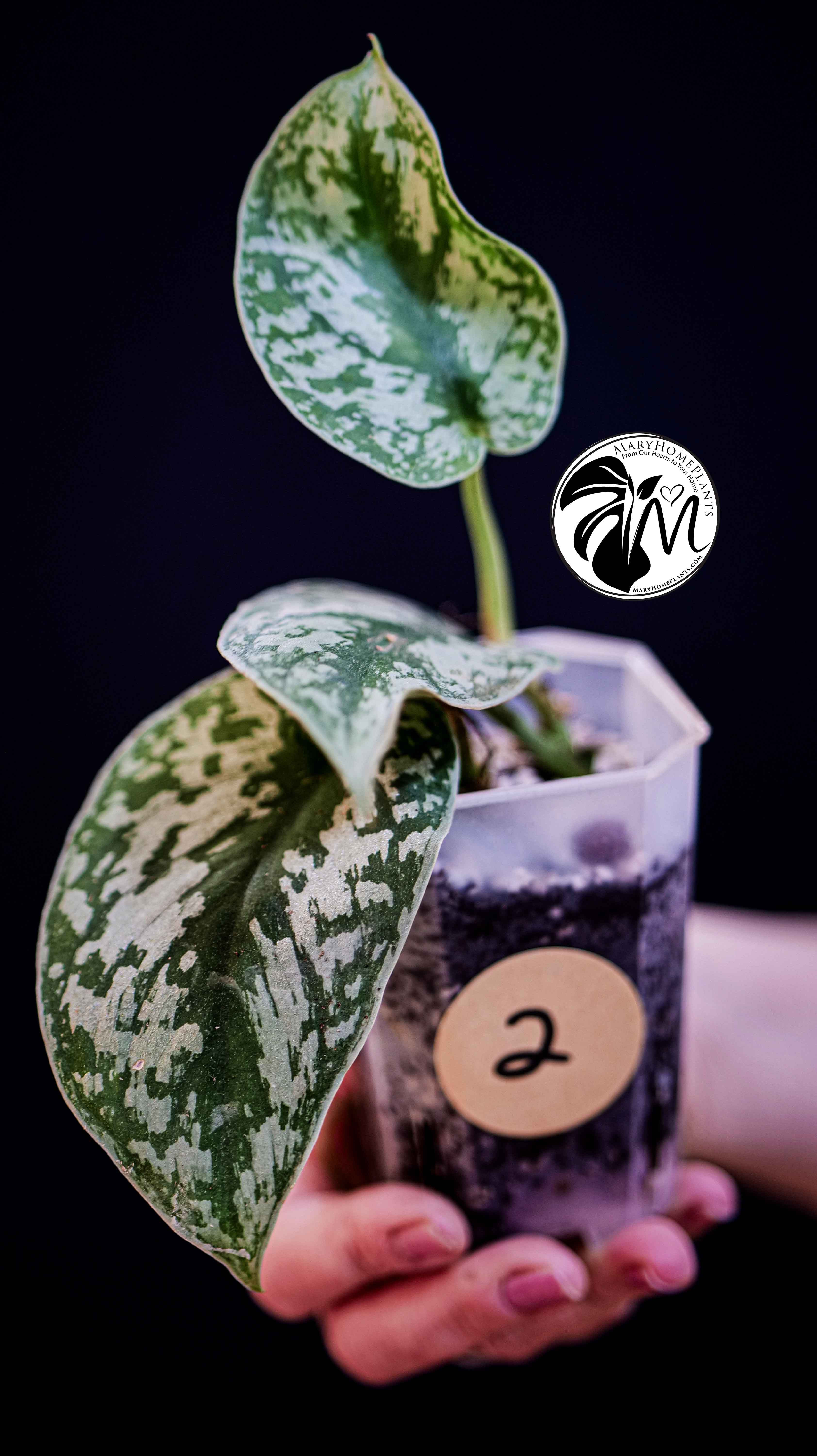 Scindapsus Pictus Exotica Trebie