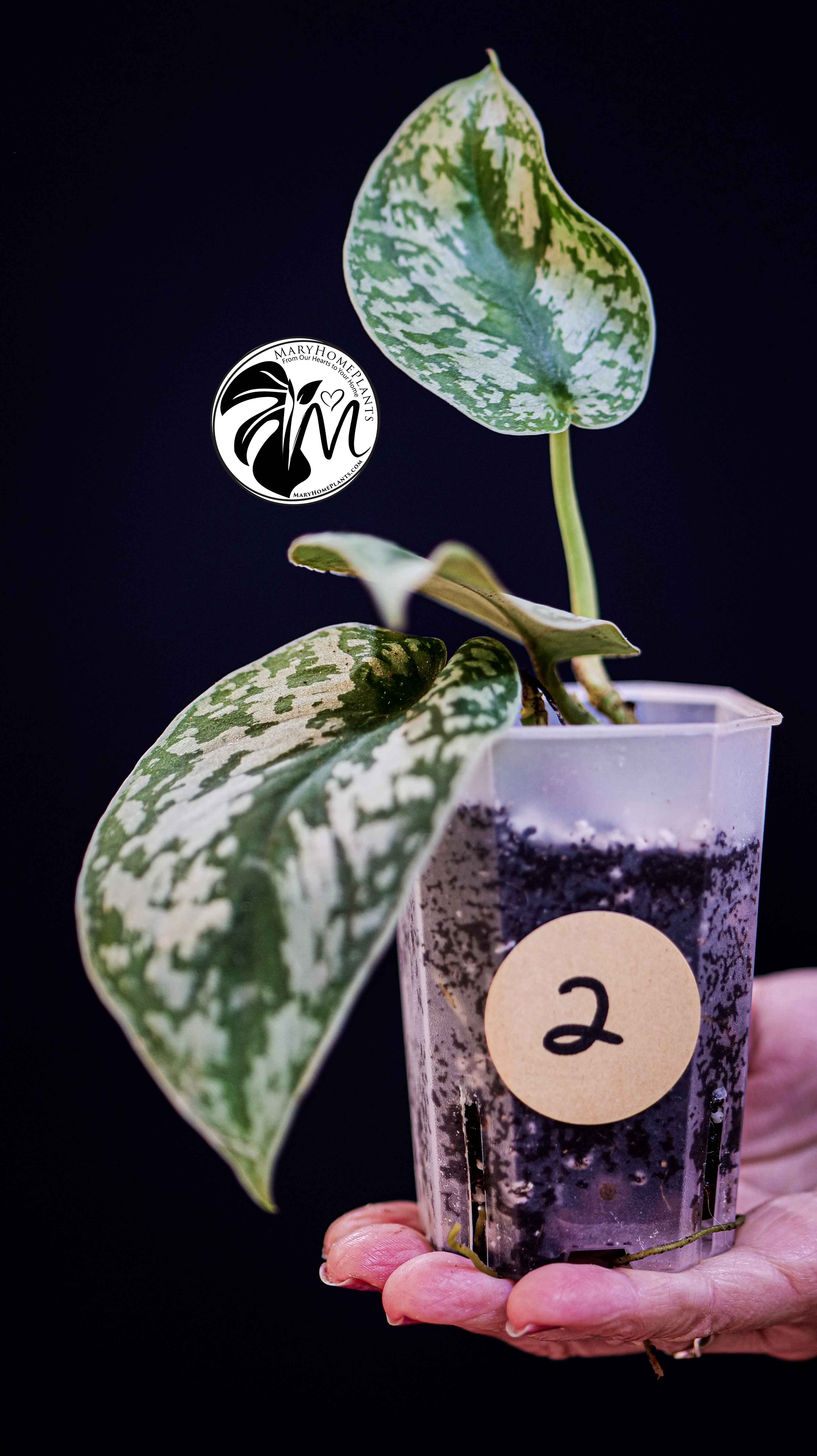 Scindapsus Pictus Exotica Trebie