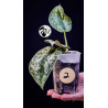 Scindapsus Pictus Exotica Trebie