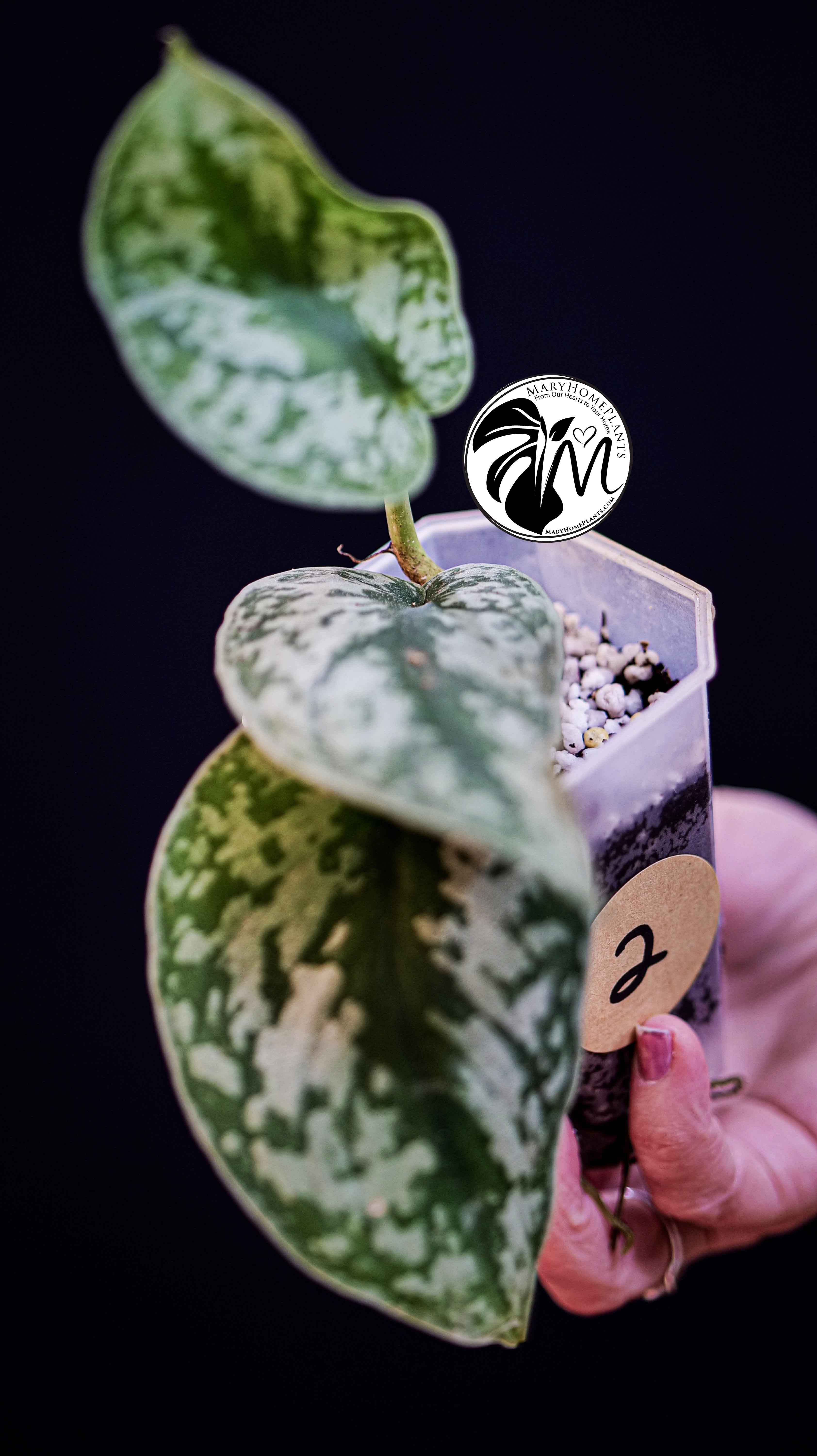 Scindapsus Pictus Exotica Trebie