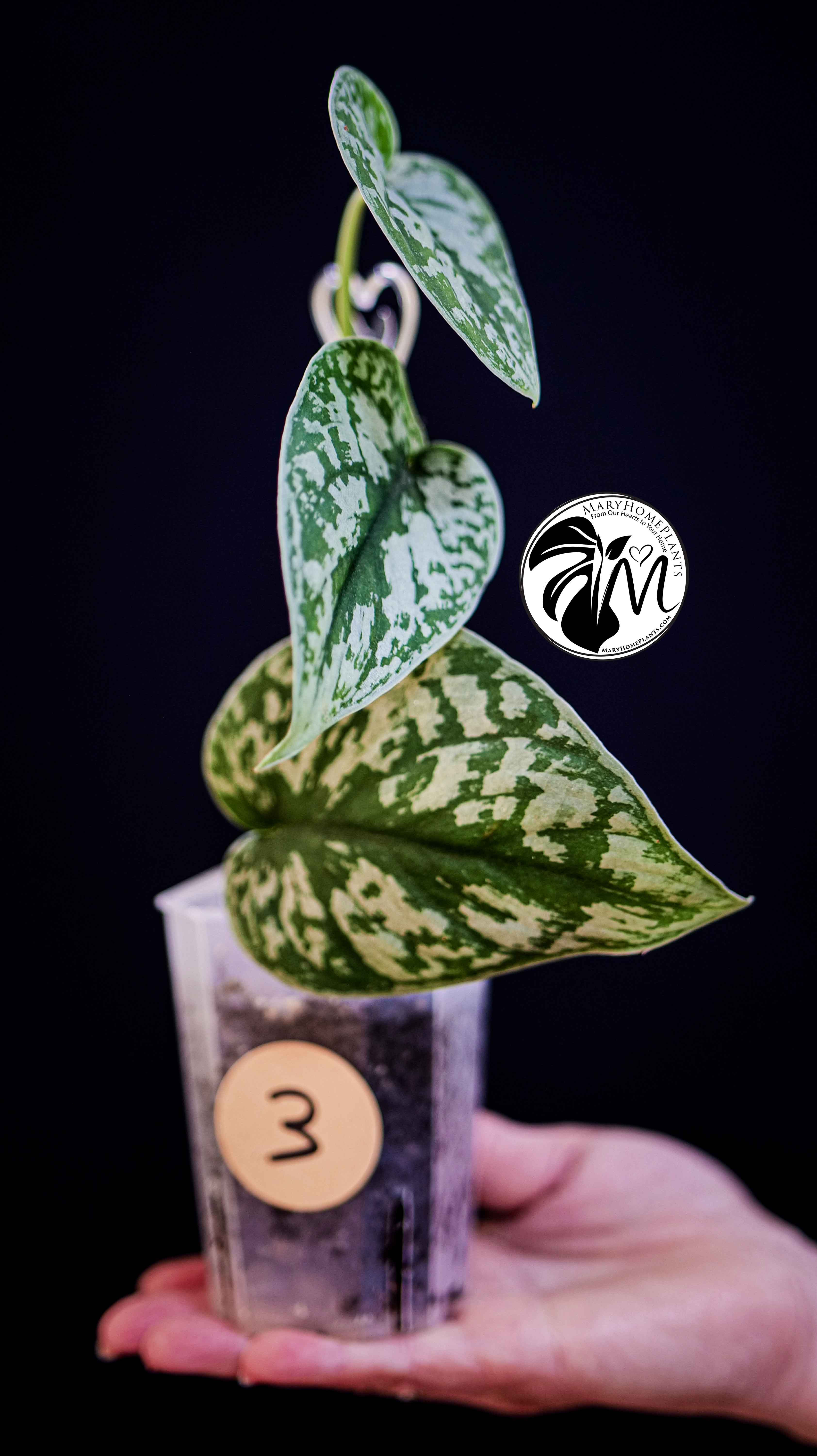 Scindapsus Pictus Exotica Trebie