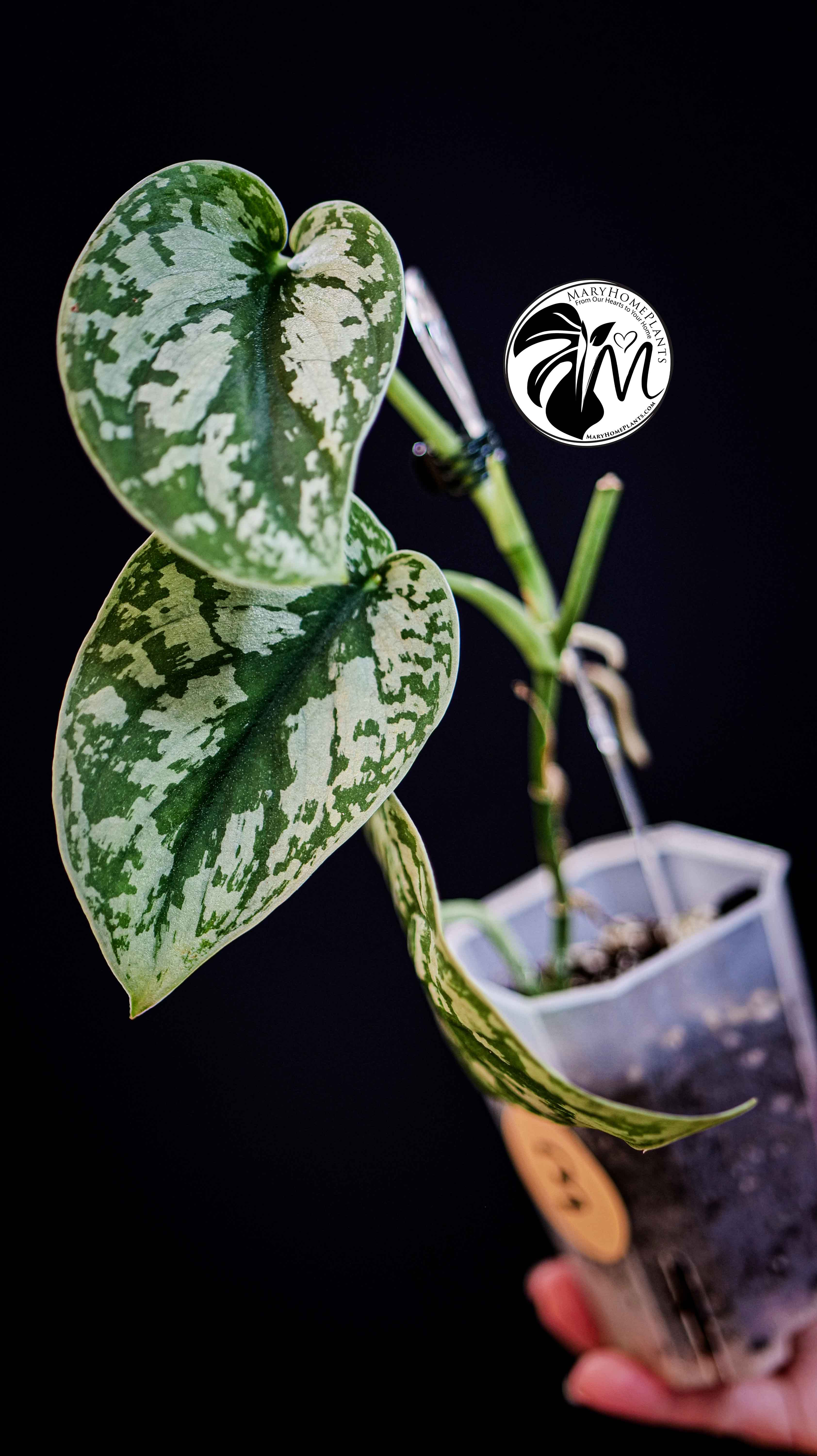 Scindapsus Pictus Exotica Trebie